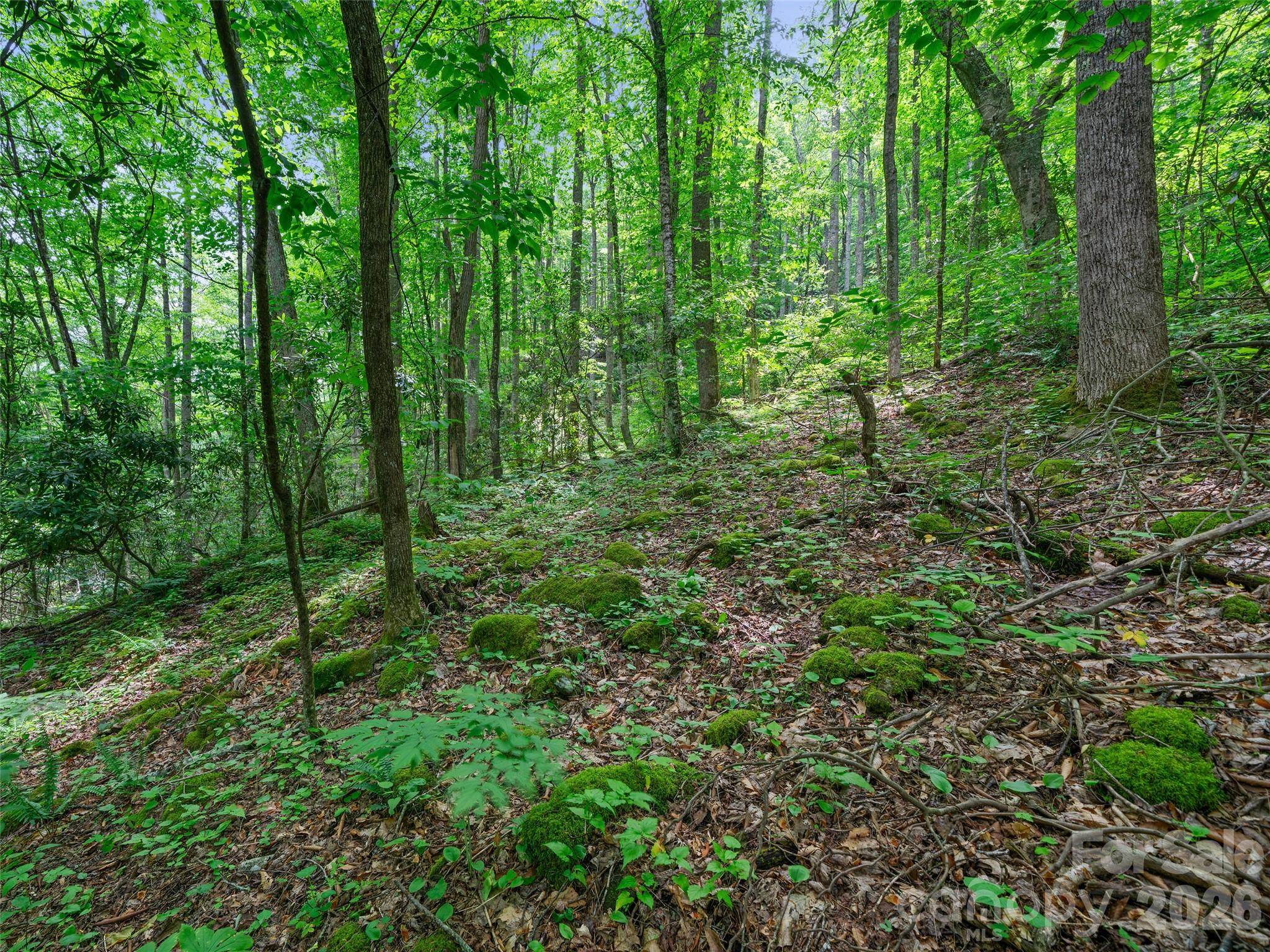 0 Lotties Creek Road Property Photo 18