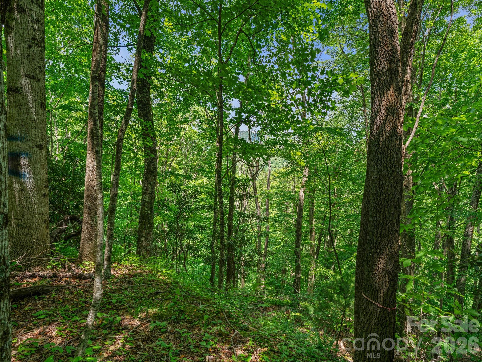 0 Lotties Creek Road Property Photo 19