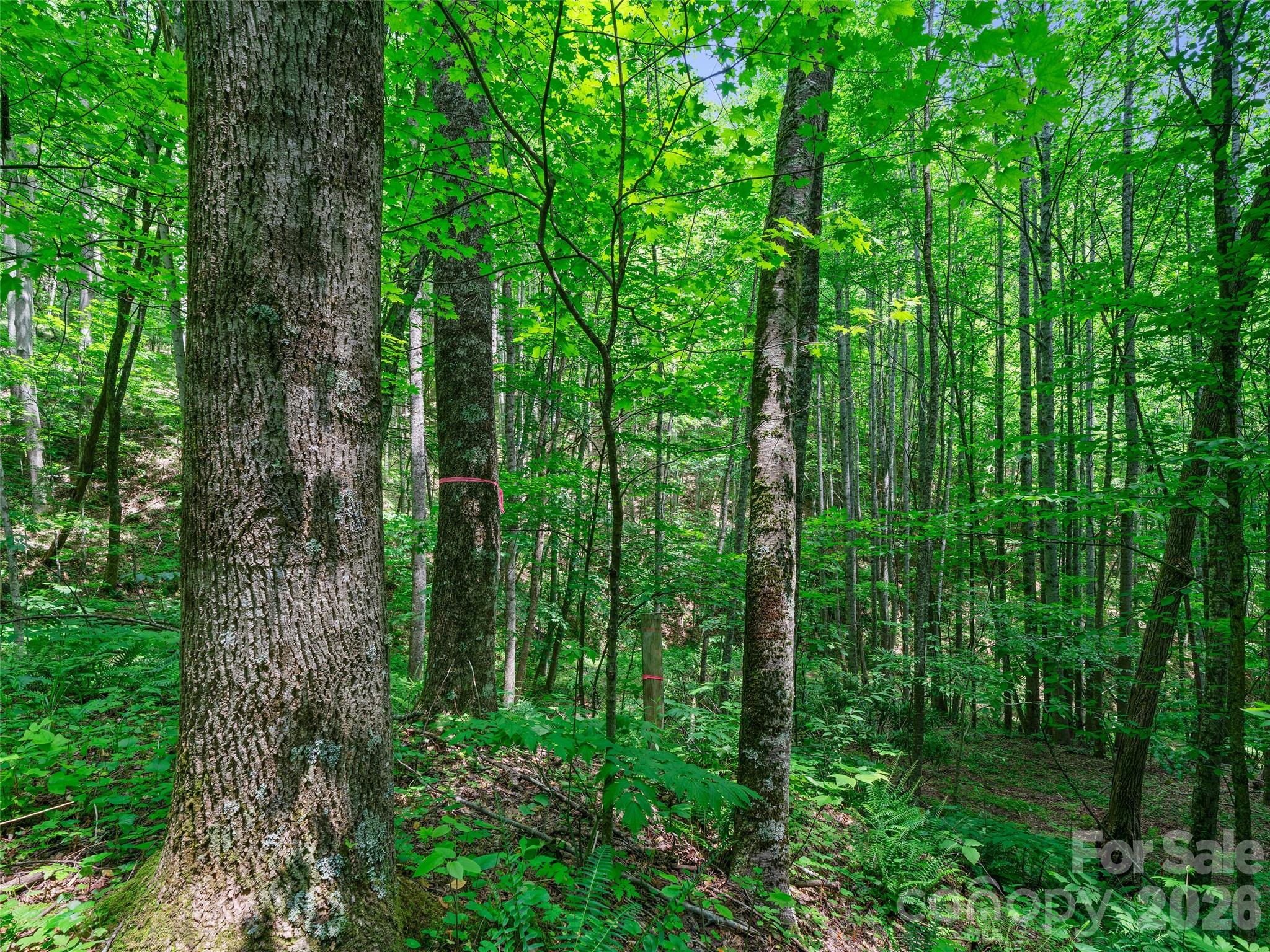 0 Lotties Creek Road Property Photo 25
