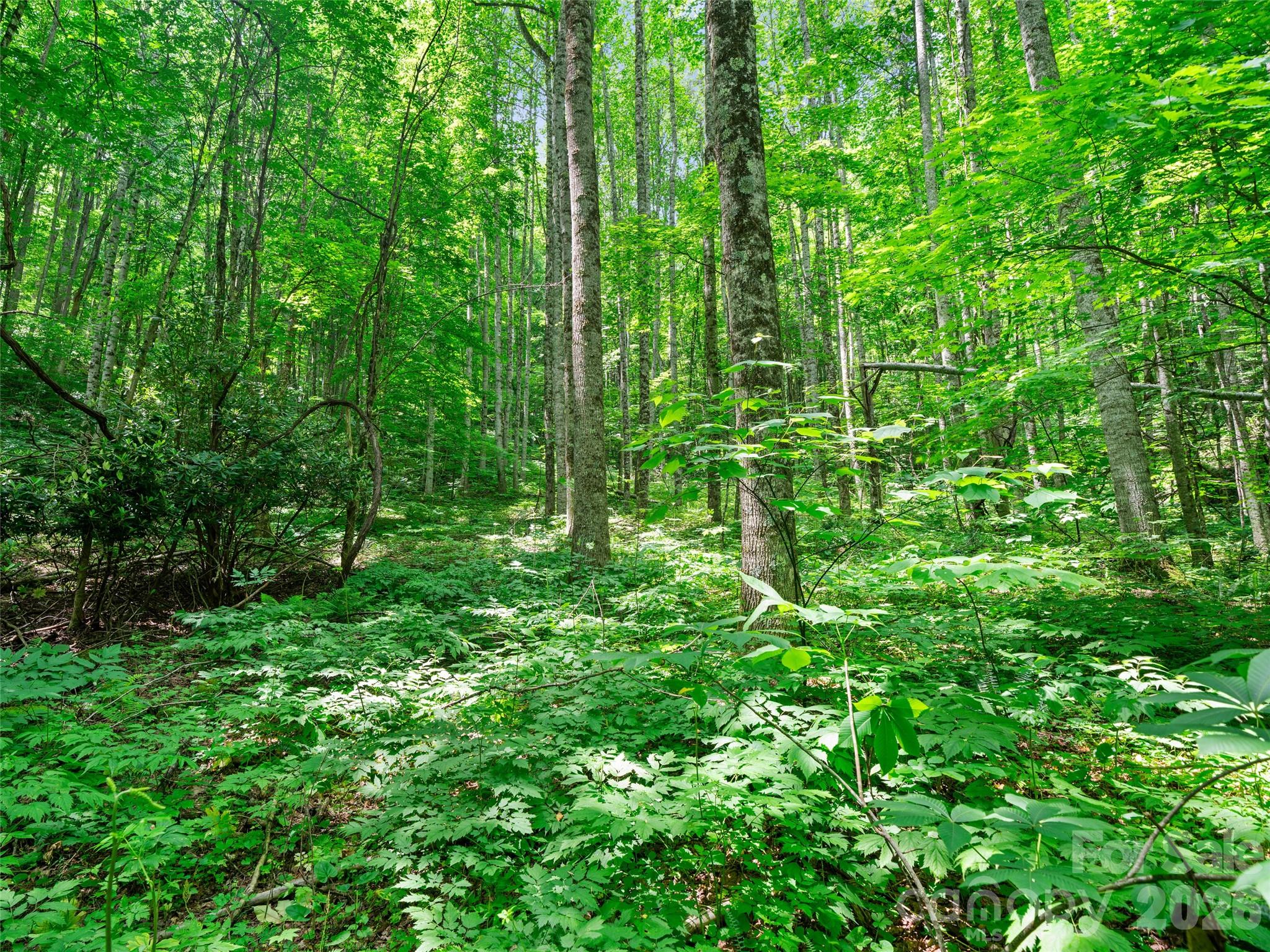 0 Lotties Creek Road Property Photo 26