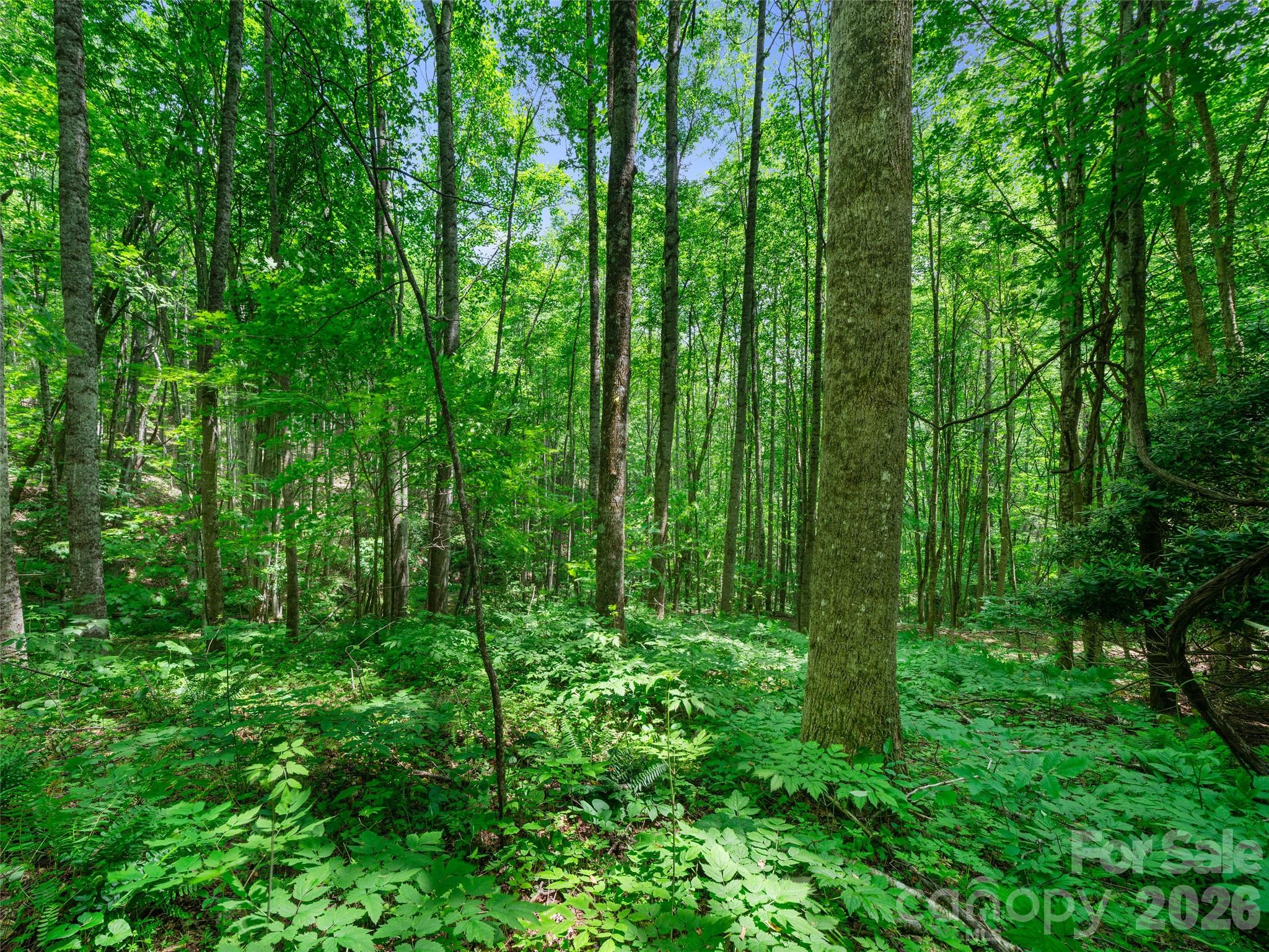 0 Lotties Creek Road Property Photo 27