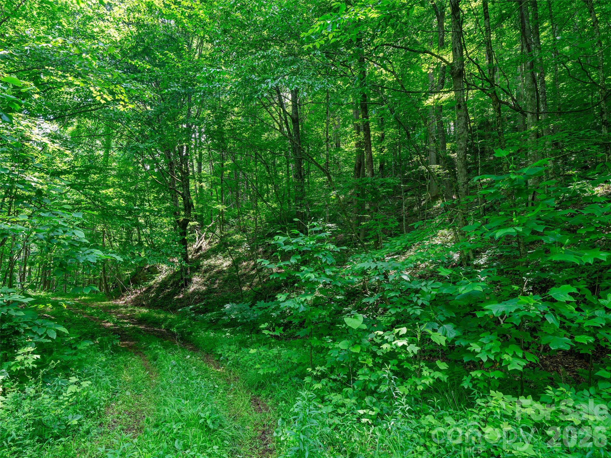 0 Lotties Creek Road Property Photo 33