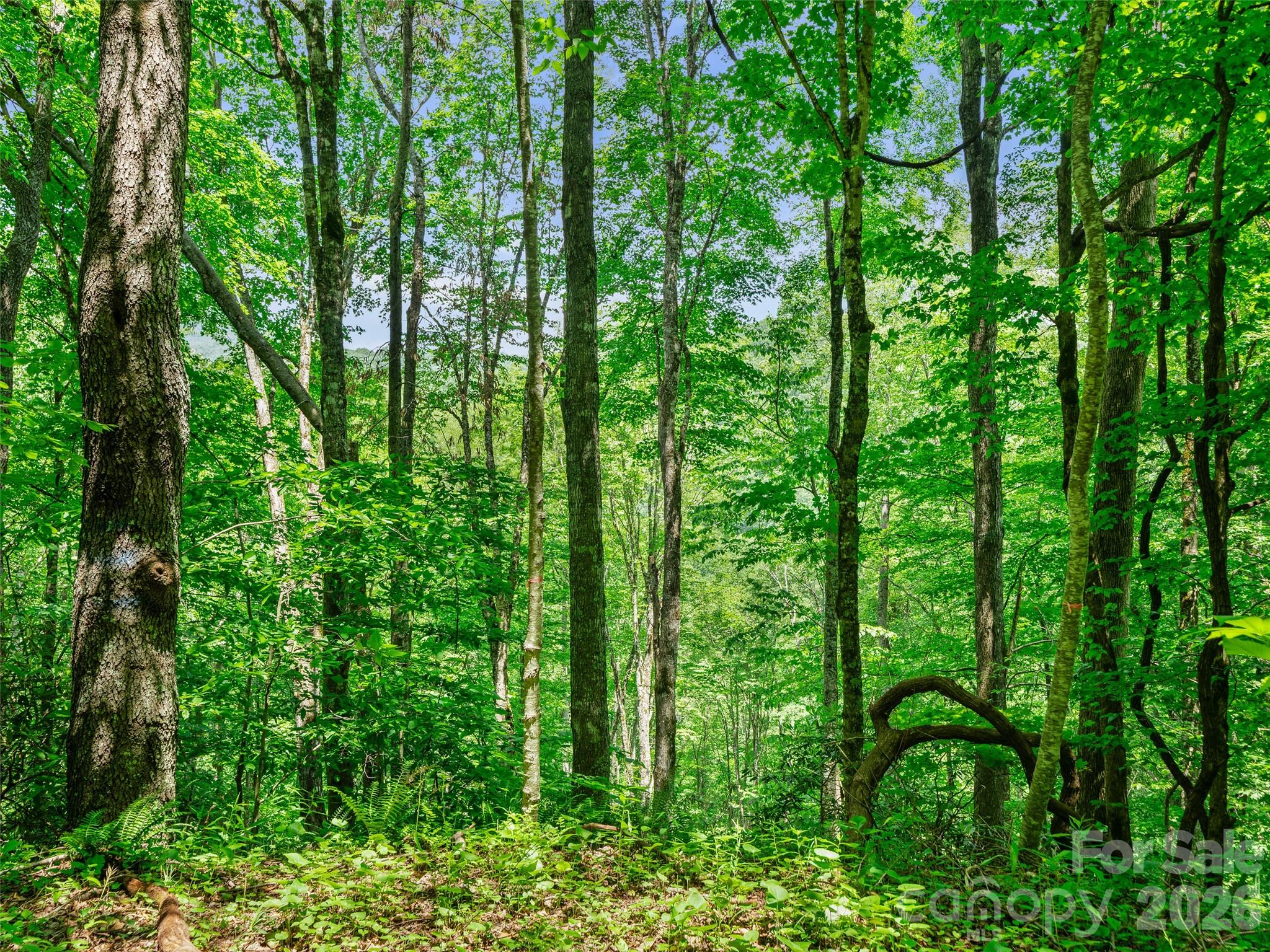 0 Lotties Creek Road Property Photo 35