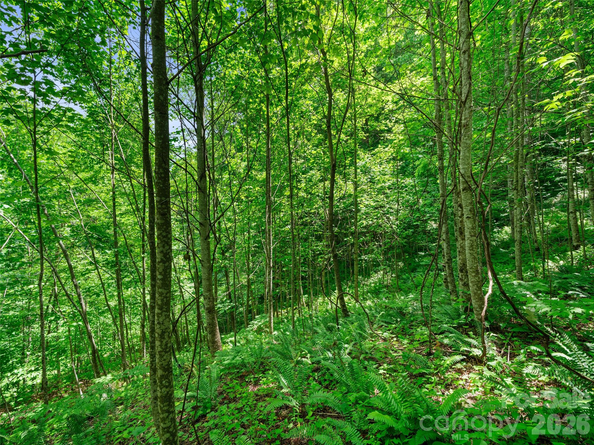 0 Lotties Creek Road Property Photo 36
