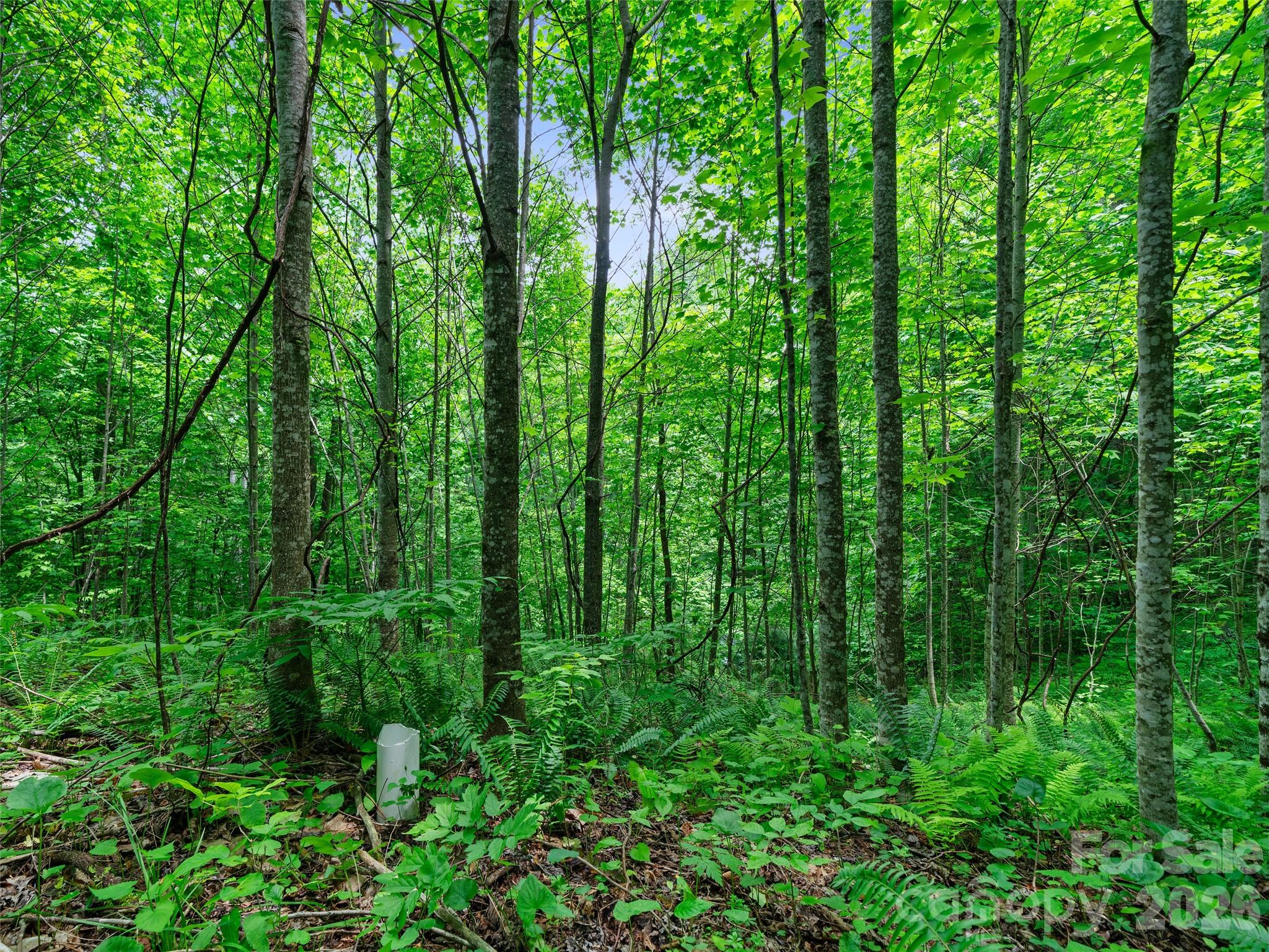 0 Lotties Creek Road Property Photo 37