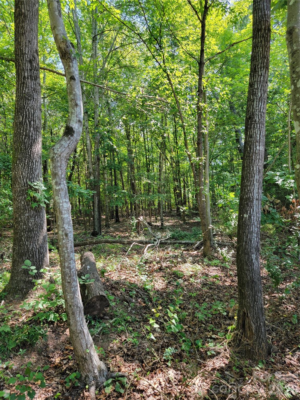 5326 Forestwinds Drive Property Photo 5