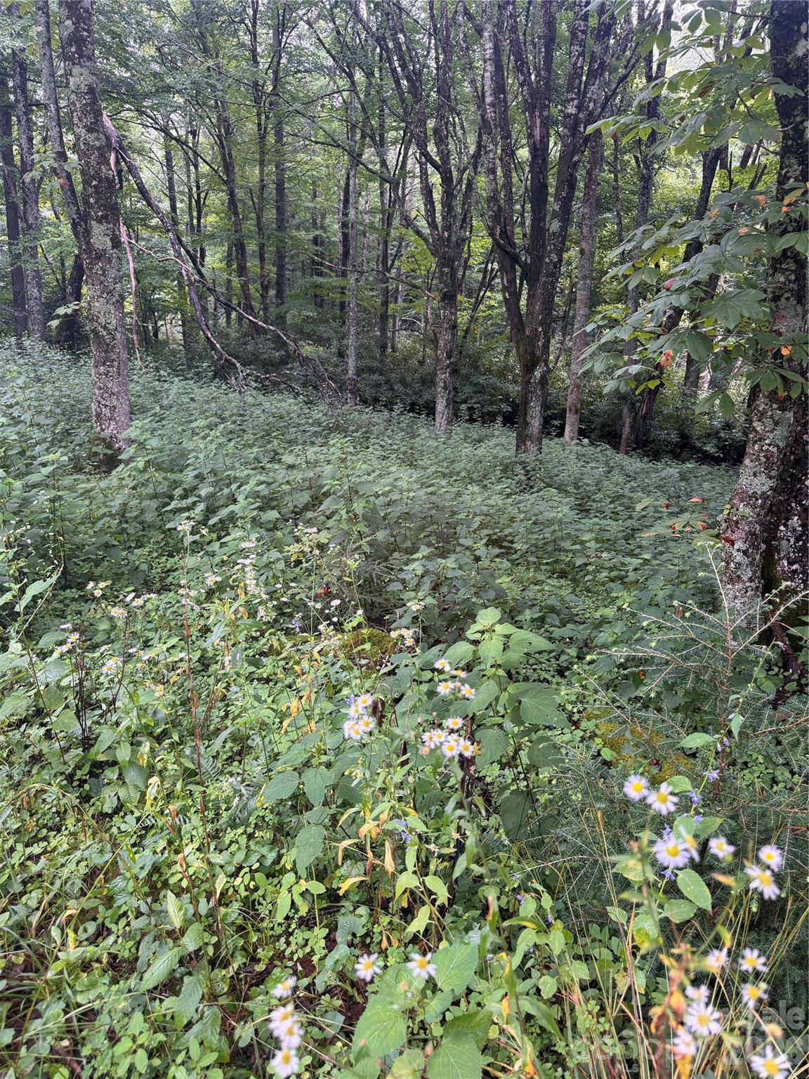 Tbd Sugar Mountain 2 Road B Property Photo 2