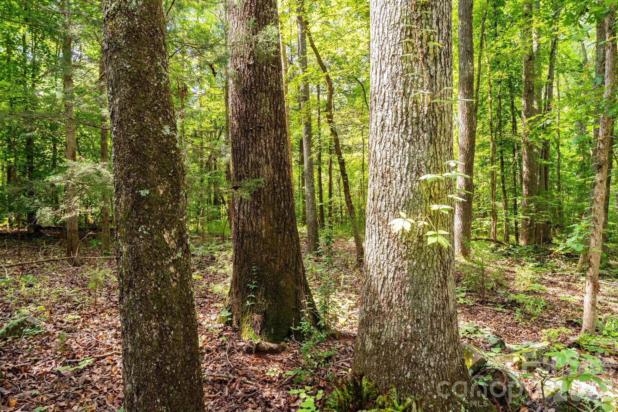 3312 Mcconnells Highway Property Photo 48