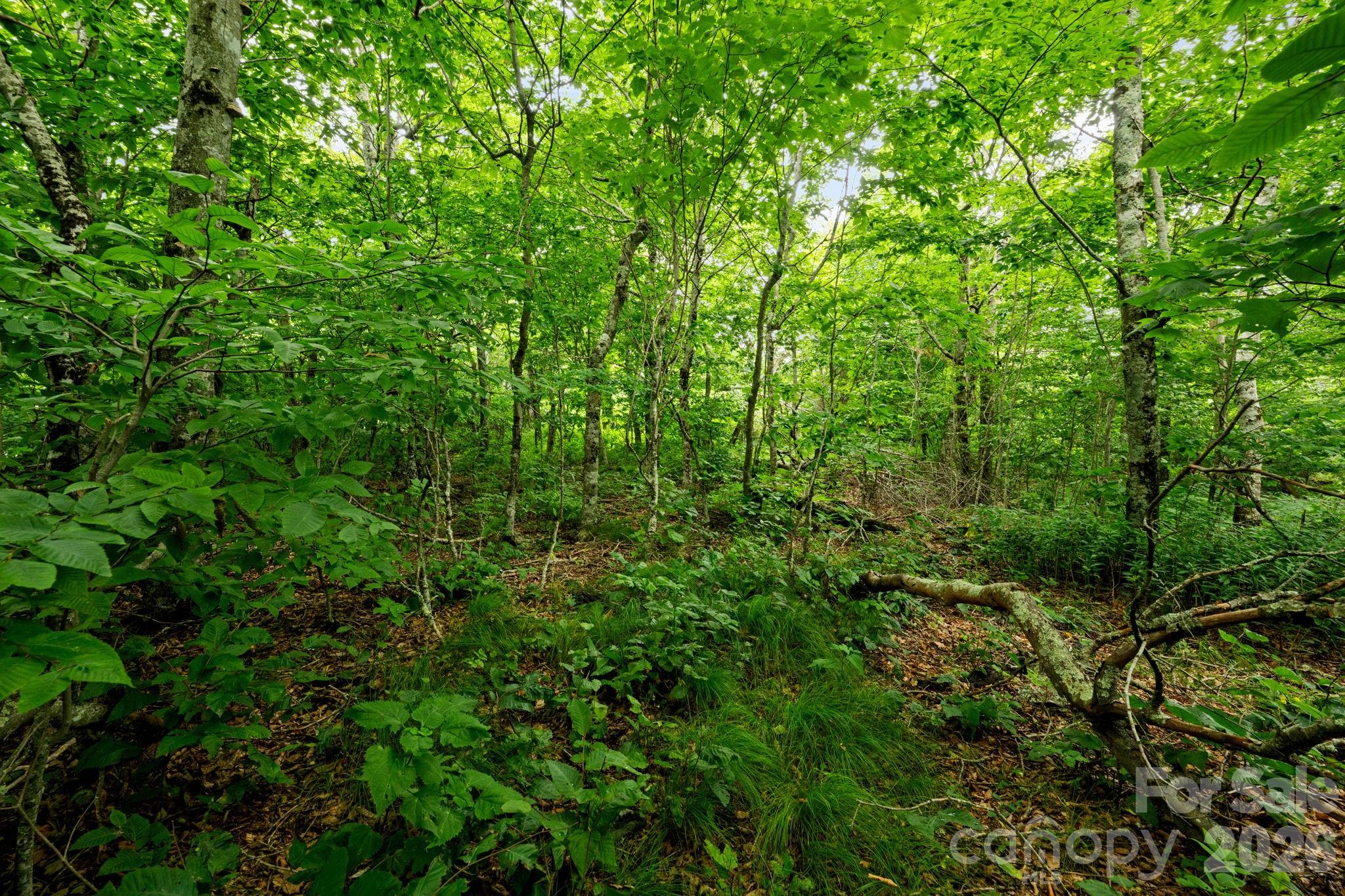 Lot 96 Cloud Spring Drive 96 Property Photo 7