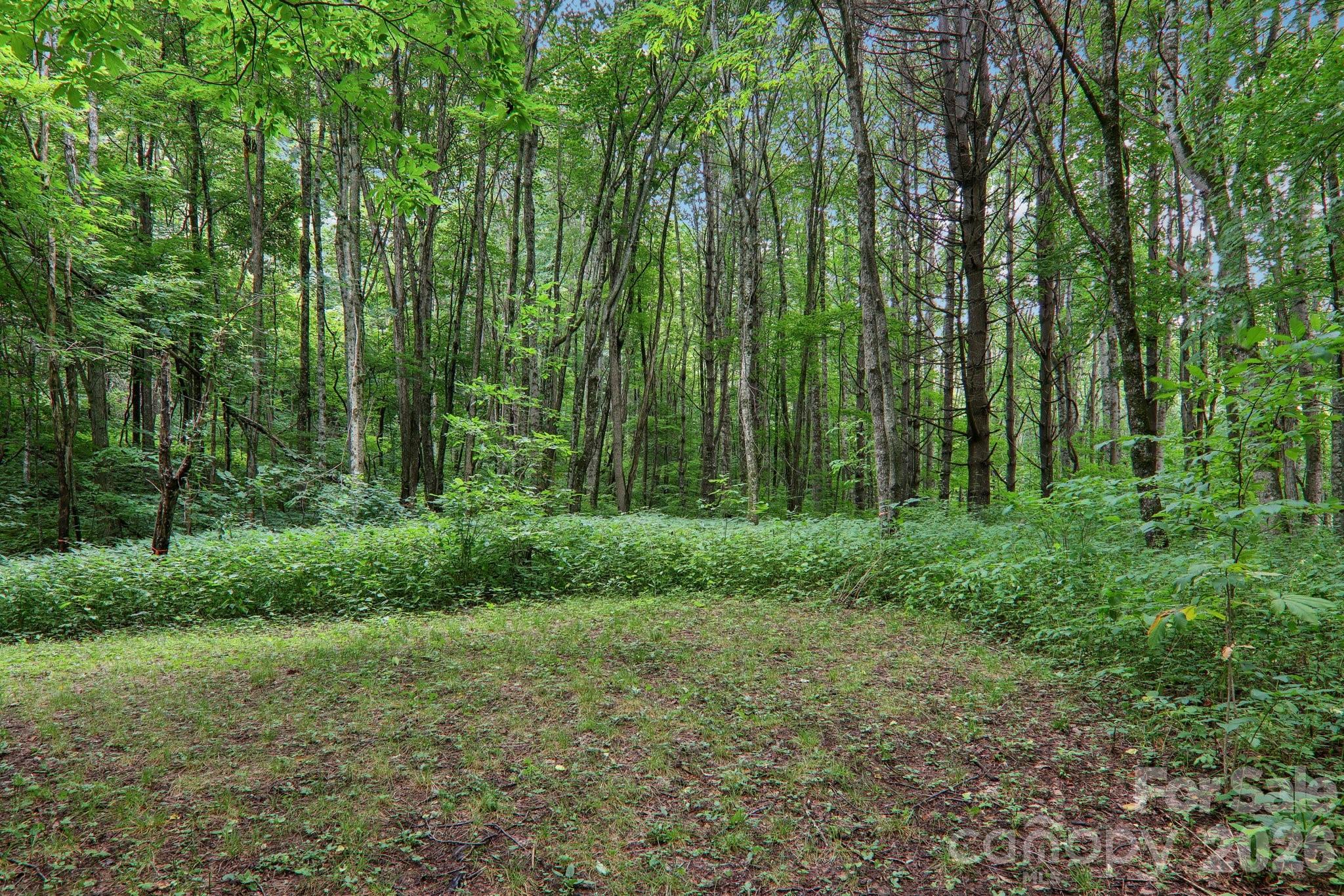 4501 Cove Creek Road Property Photo 38