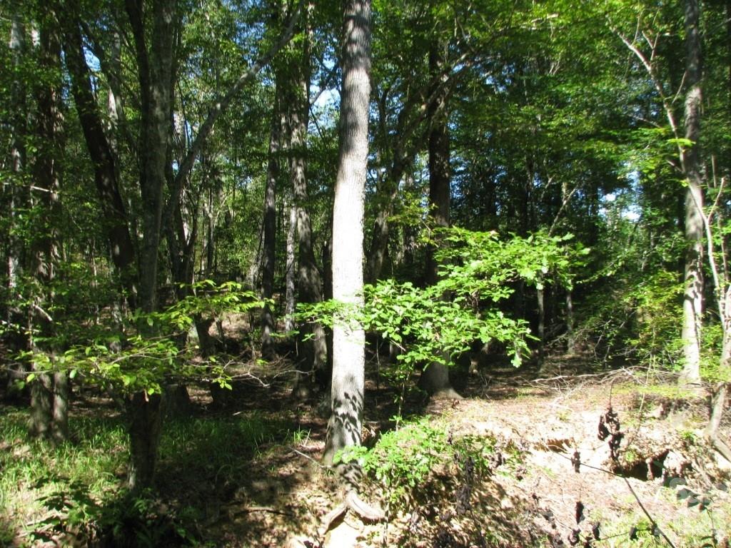 25 Ac Brandon Road Property Photo 3