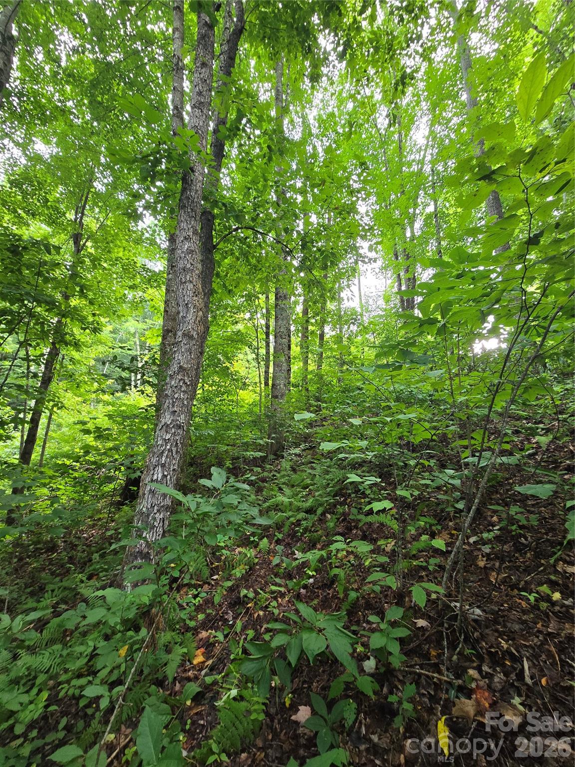 108 Tenderfoot Trail 108 & 109 Property Photo 1