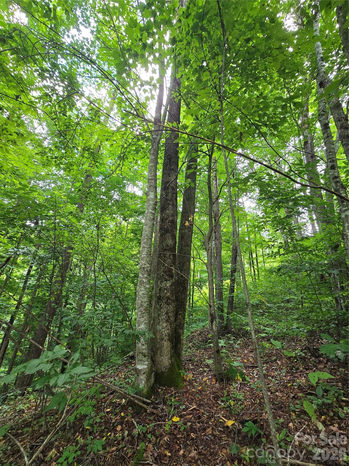 108 Tenderfoot Trail 108 & 109 Property Photo 4
