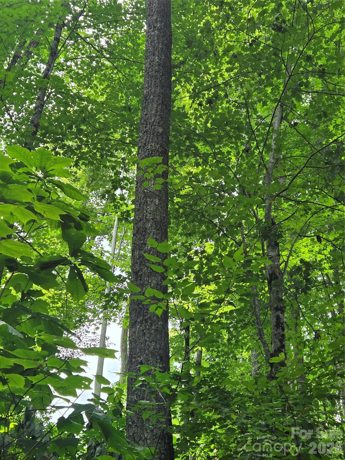 108 Tenderfoot Trail 108 & 109 Property Photo 5