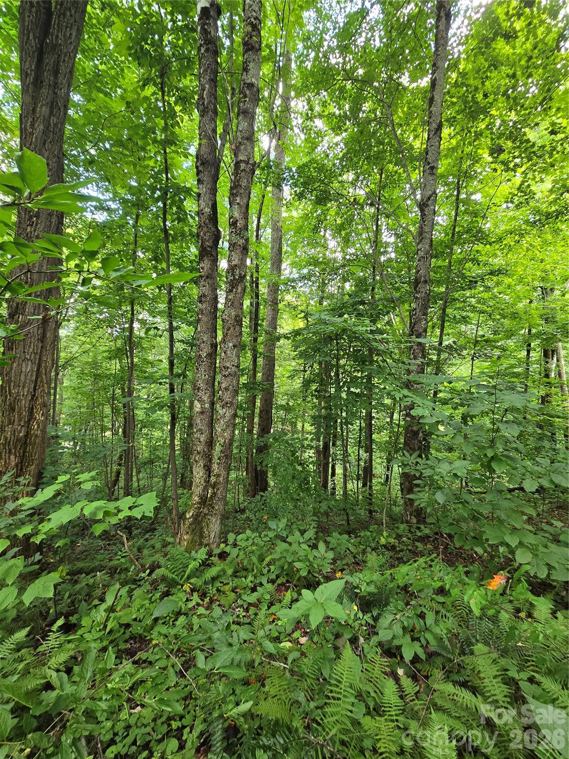 108 Tenderfoot Trail 108 & 109 Property Photo 13