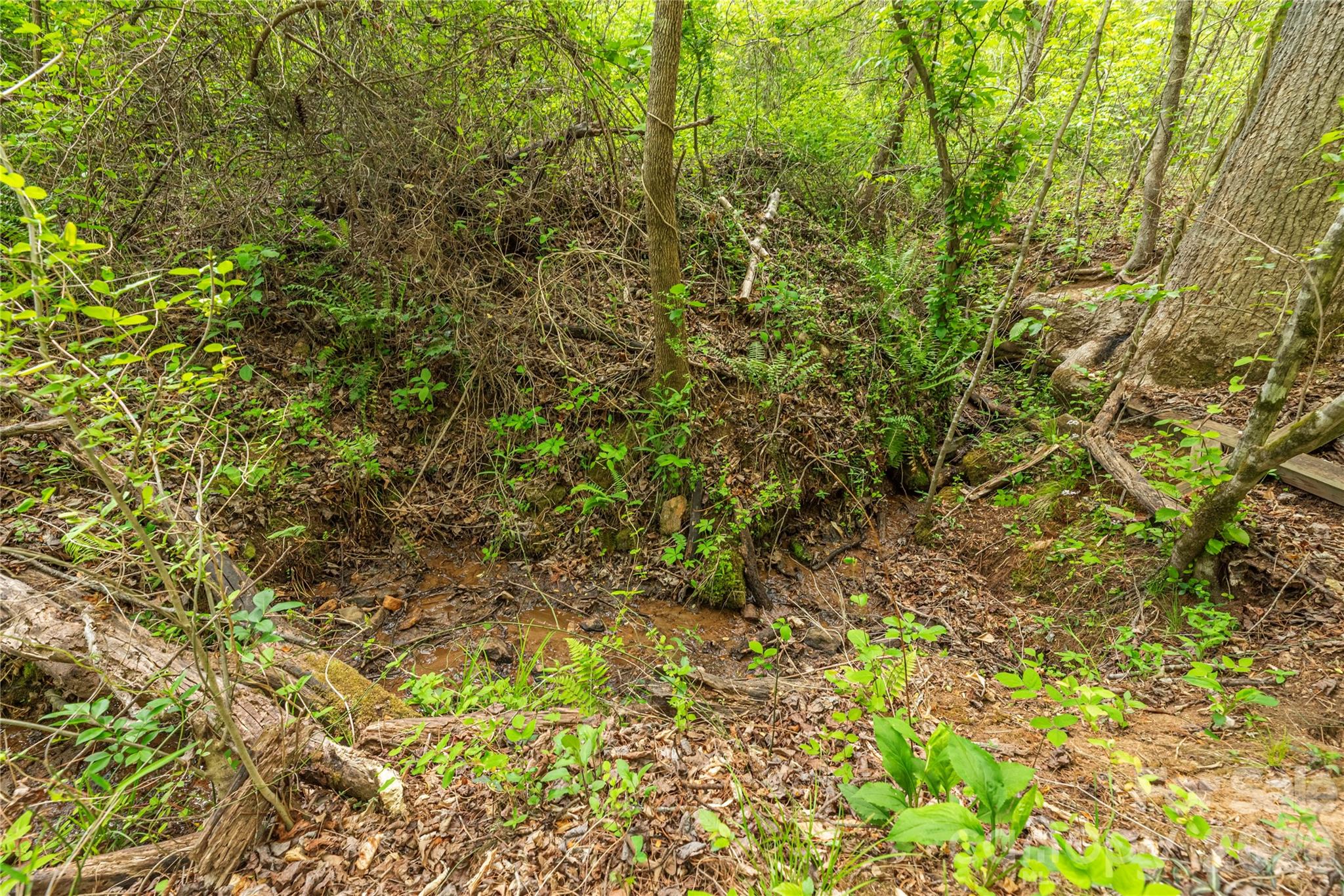 0000 Pressley Creek Road Property Photo 5