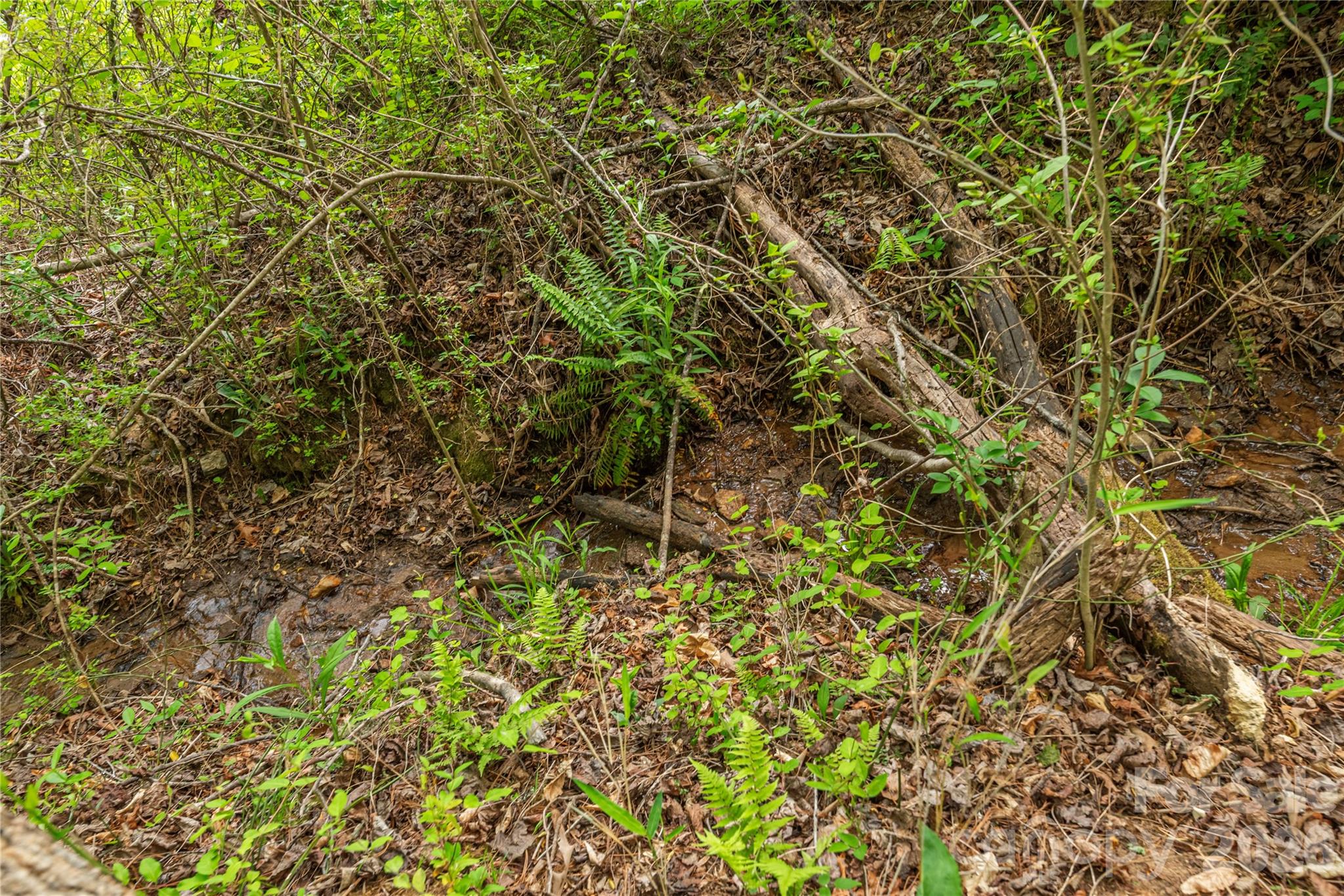 0000 Pressley Creek Road Property Photo 6