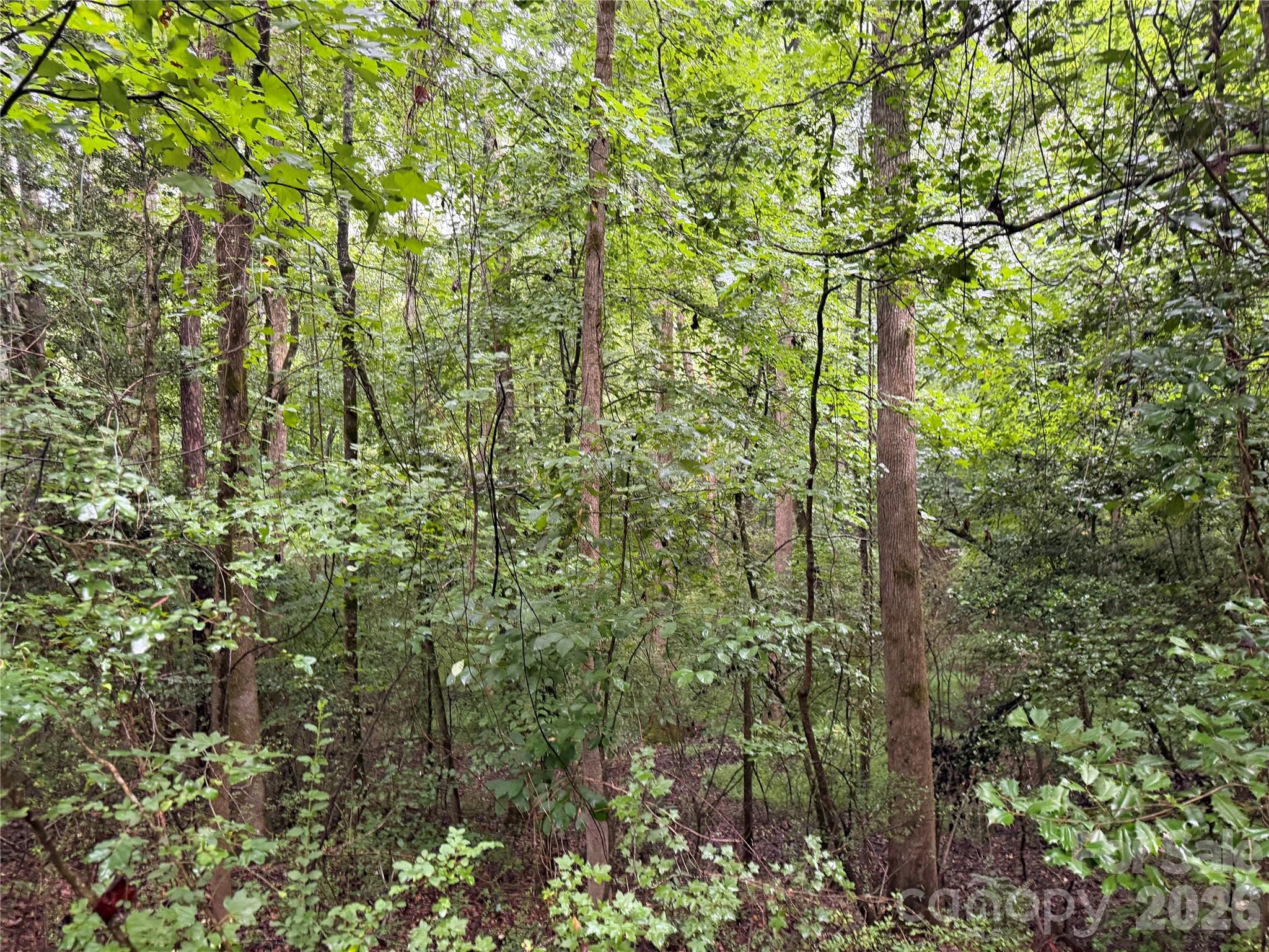 00 Whitt Road Property Photo 6