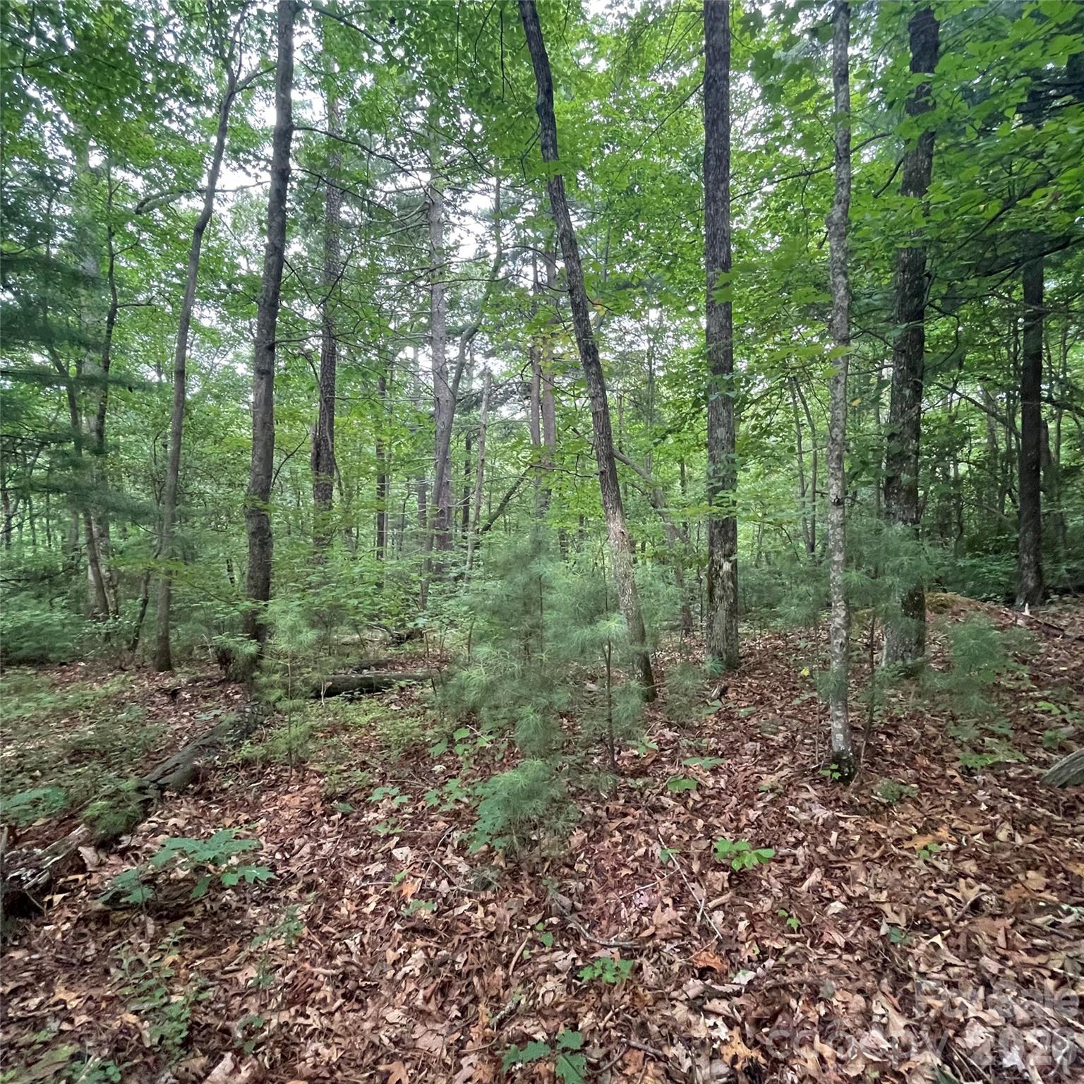 106 Red Mulberry Drive Property Photo 4