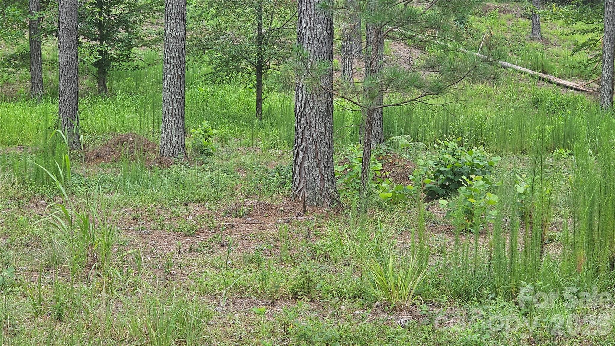 1884 Coveside Drive Property Photo 4