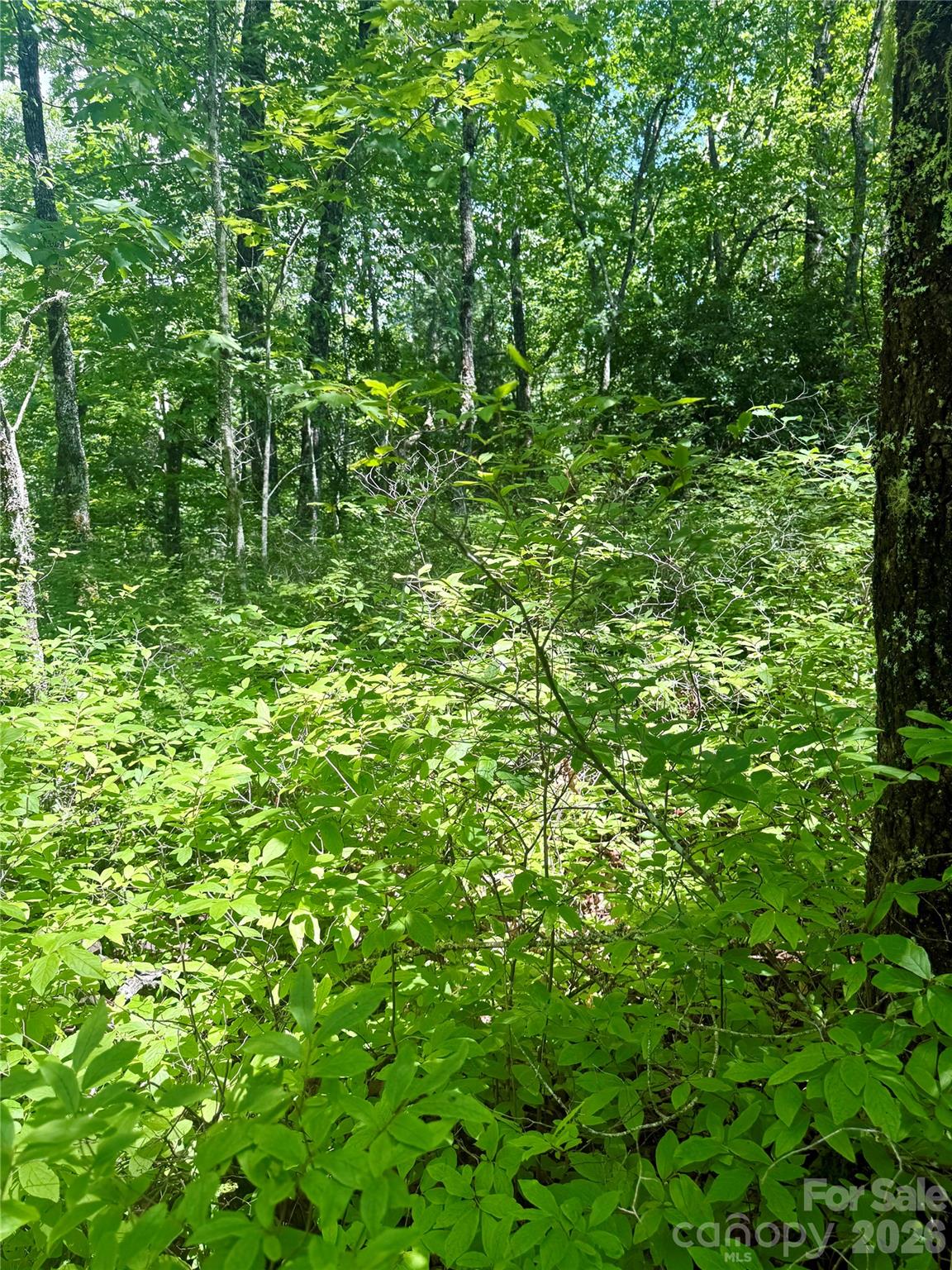 Tbd Indian Lake Road 32 Property Photo 6
