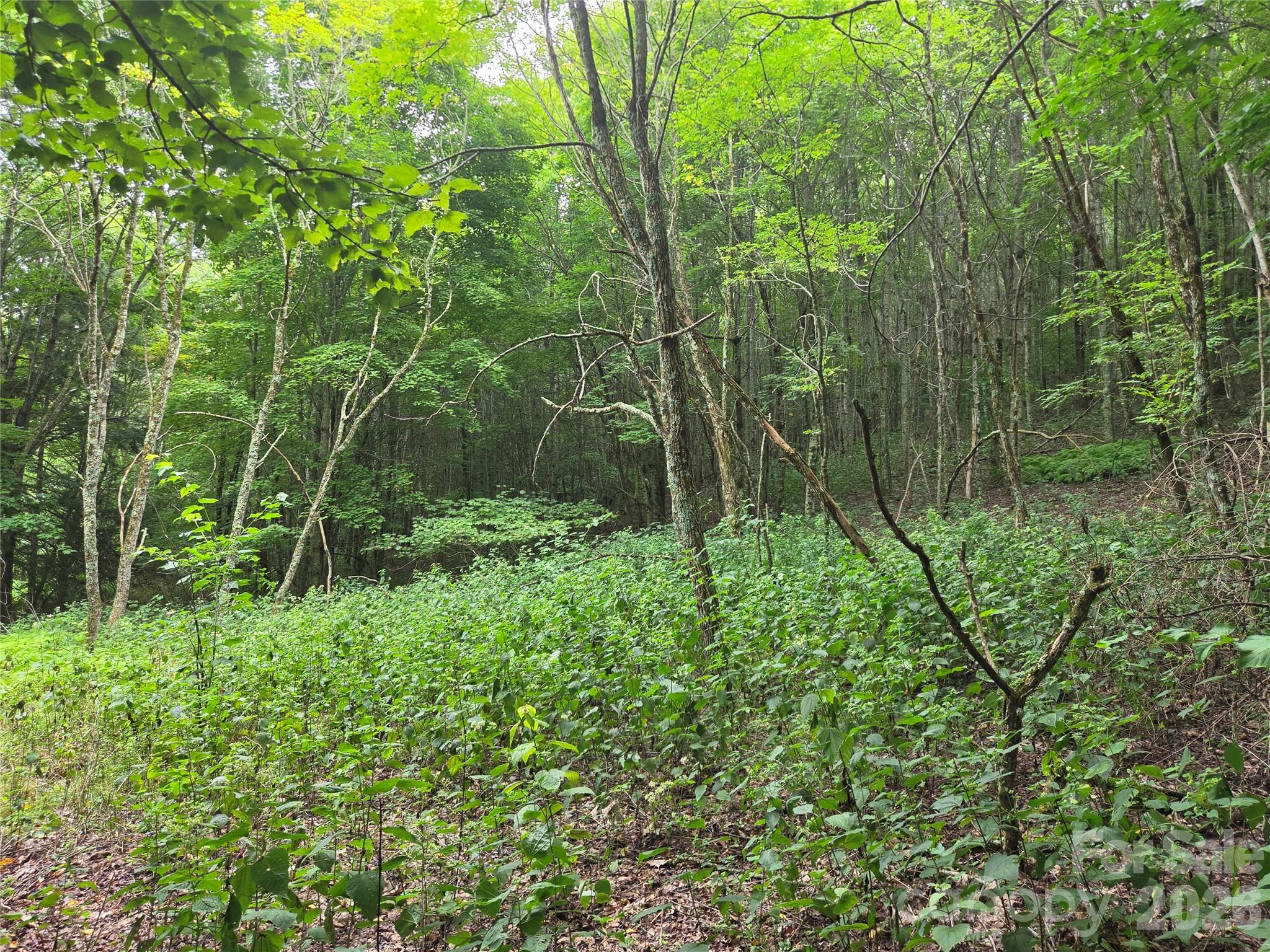 701 Pigeon Roost Road Property Photo 3