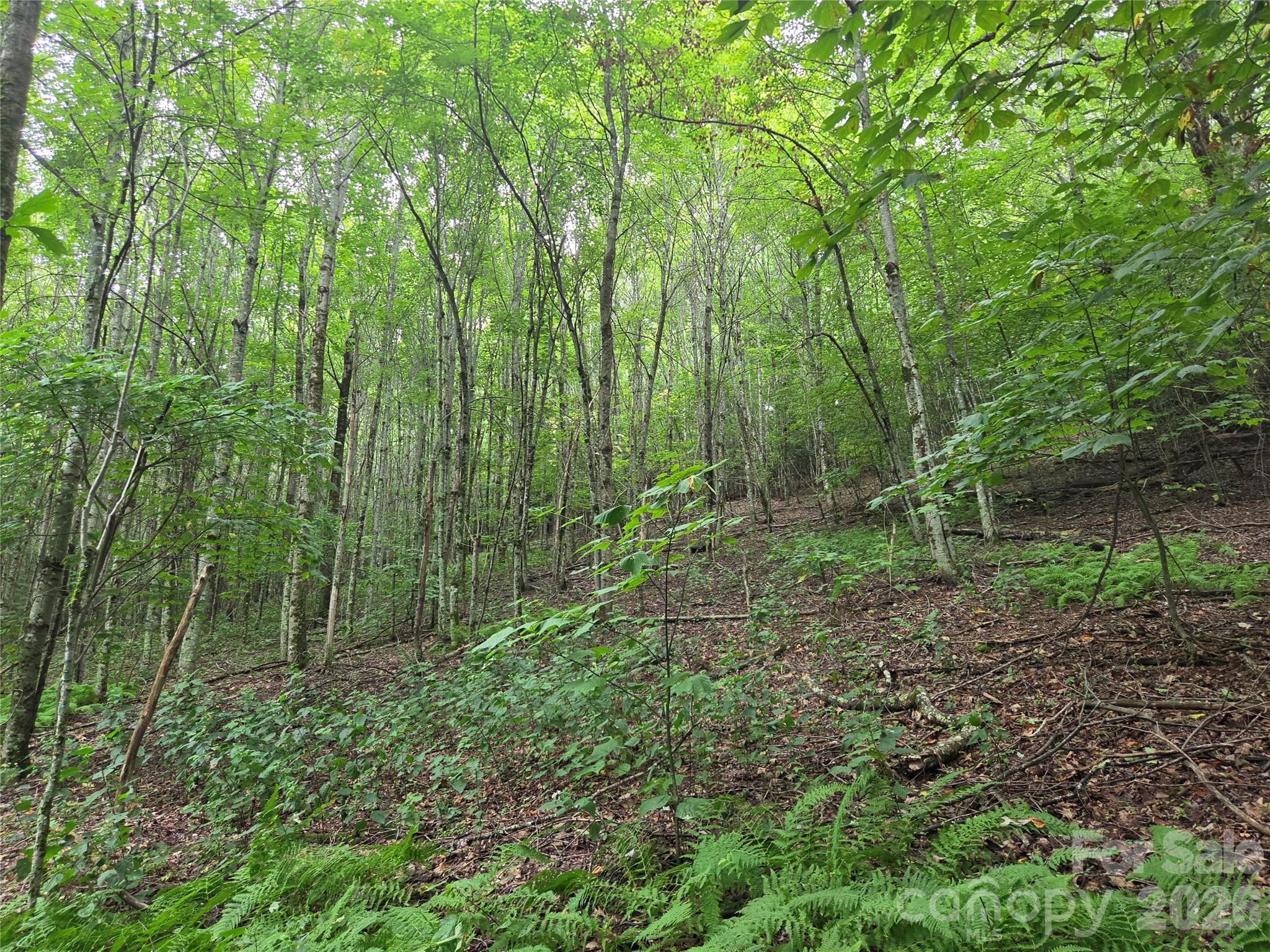 701 Pigeon Roost Road Property Photo 4