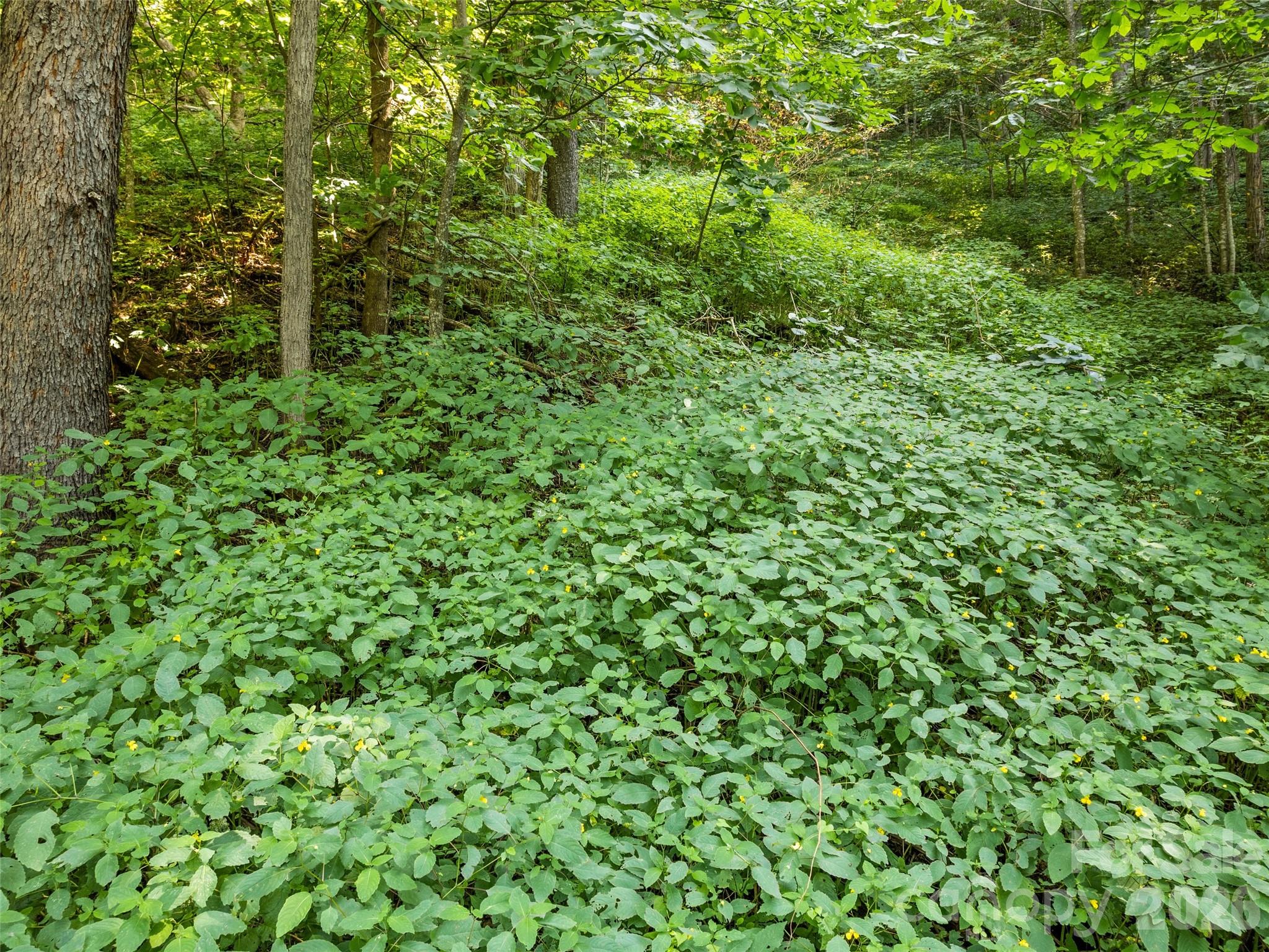 Lot #69 Twisted Trail 69 Property Photo 6