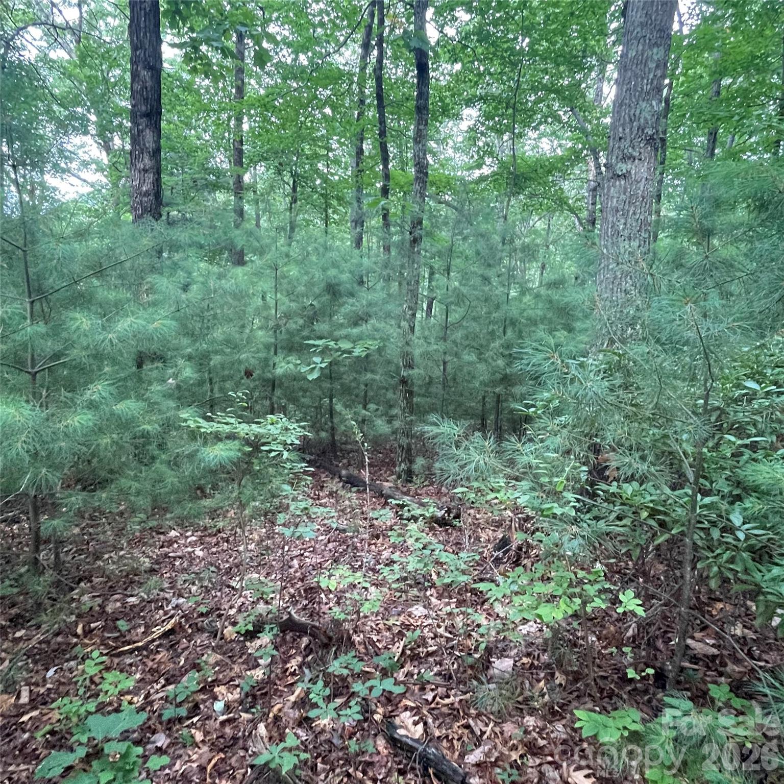 0 Mulberry Divide Property Photo 1