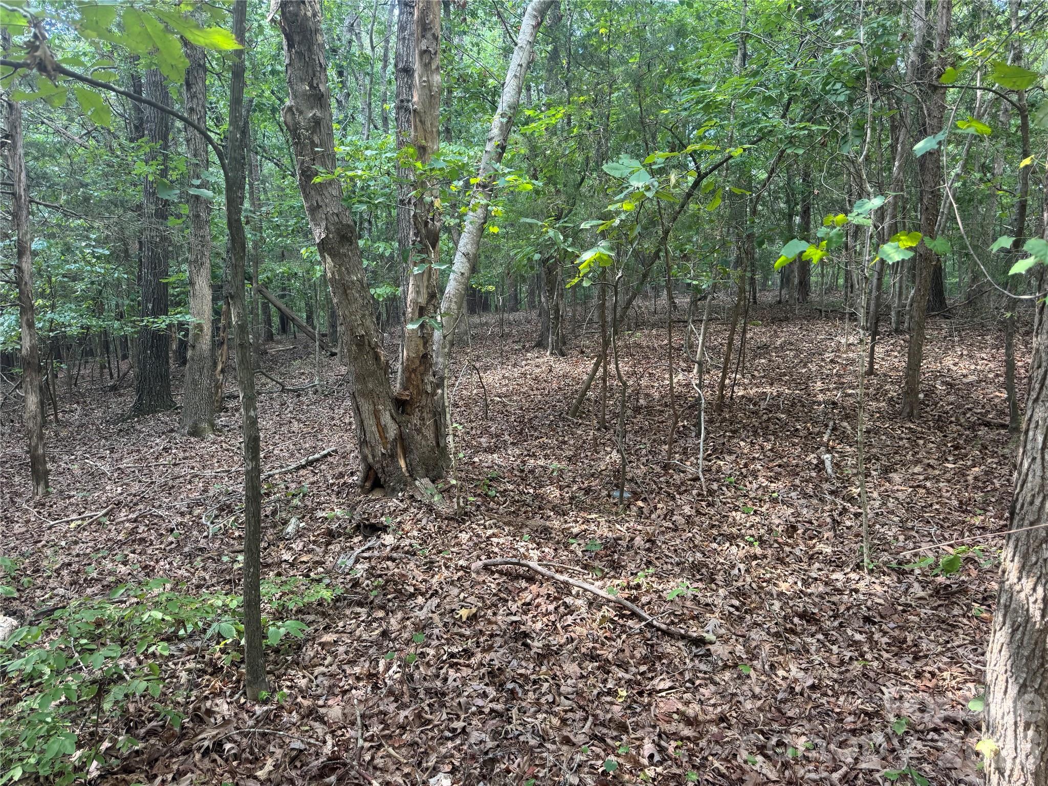 7.5 Acres Old Camden Monroe Highway Property Photo 3