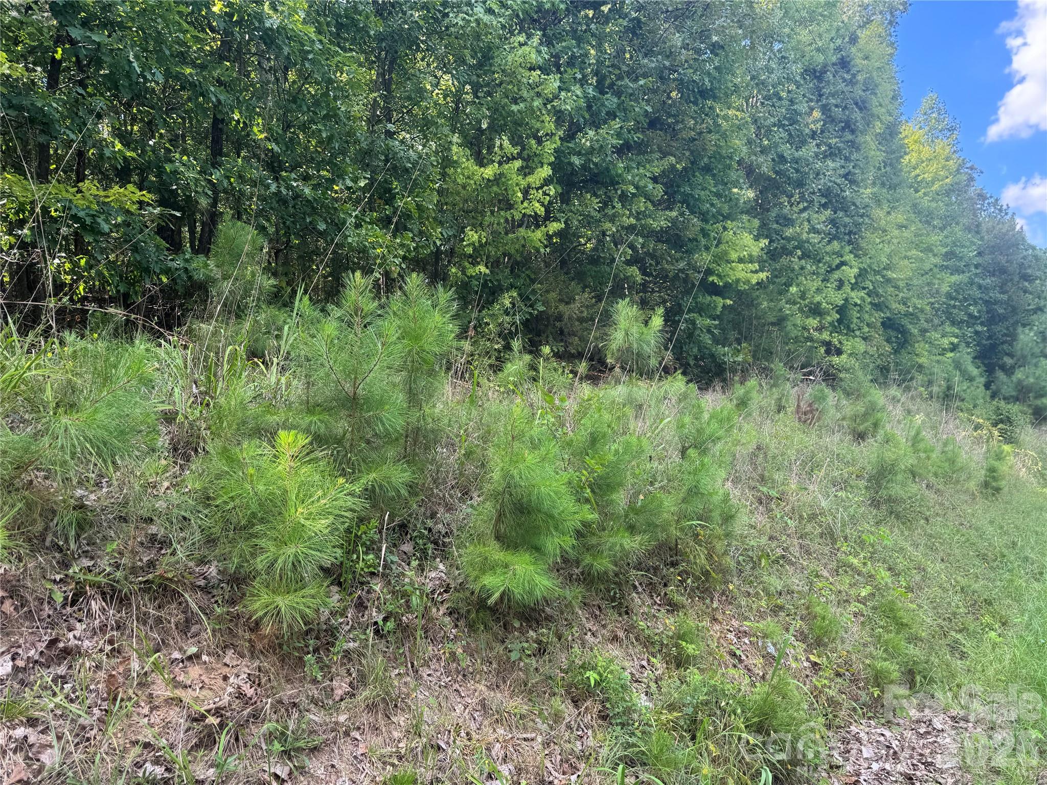 7.5 Acres Old Camden Monroe Highway Property Photo 5