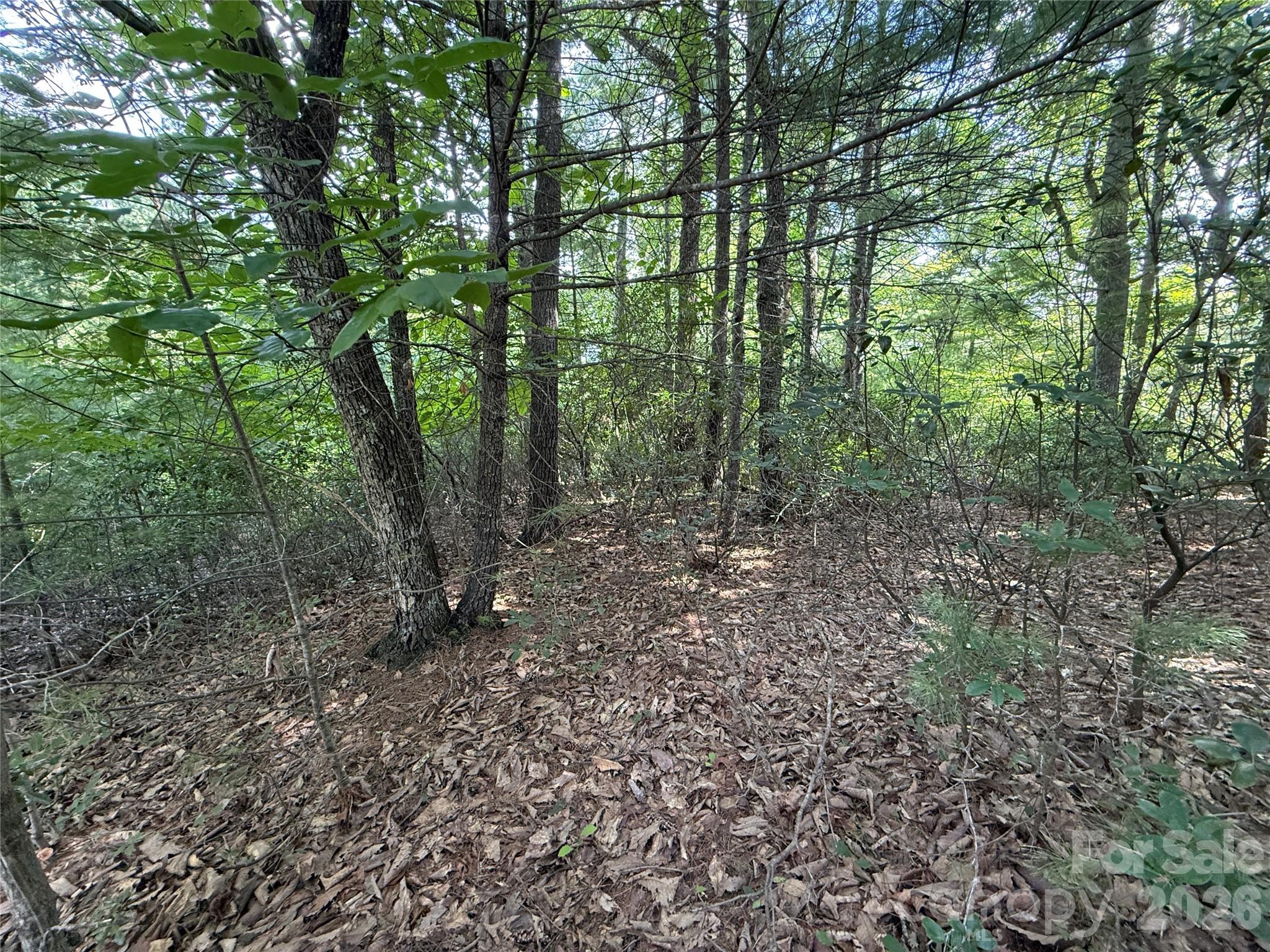 Tbd Rich Pine Drive 119 Property Photo 5