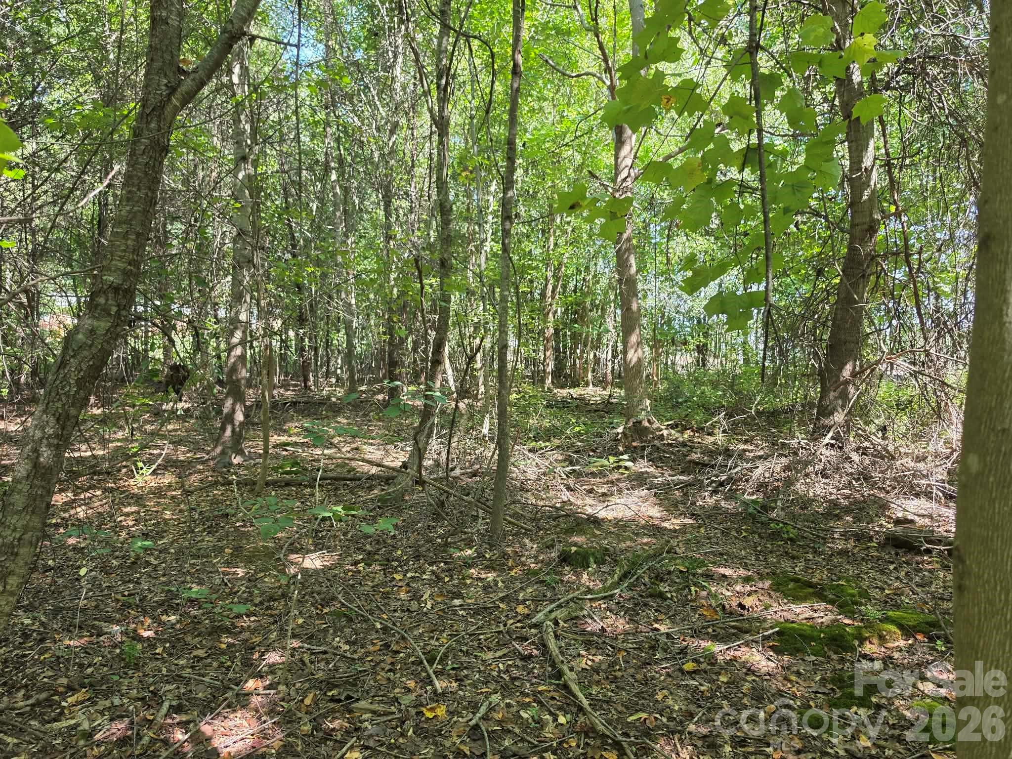 Tbd Pinkwood Drive Property Photo 11