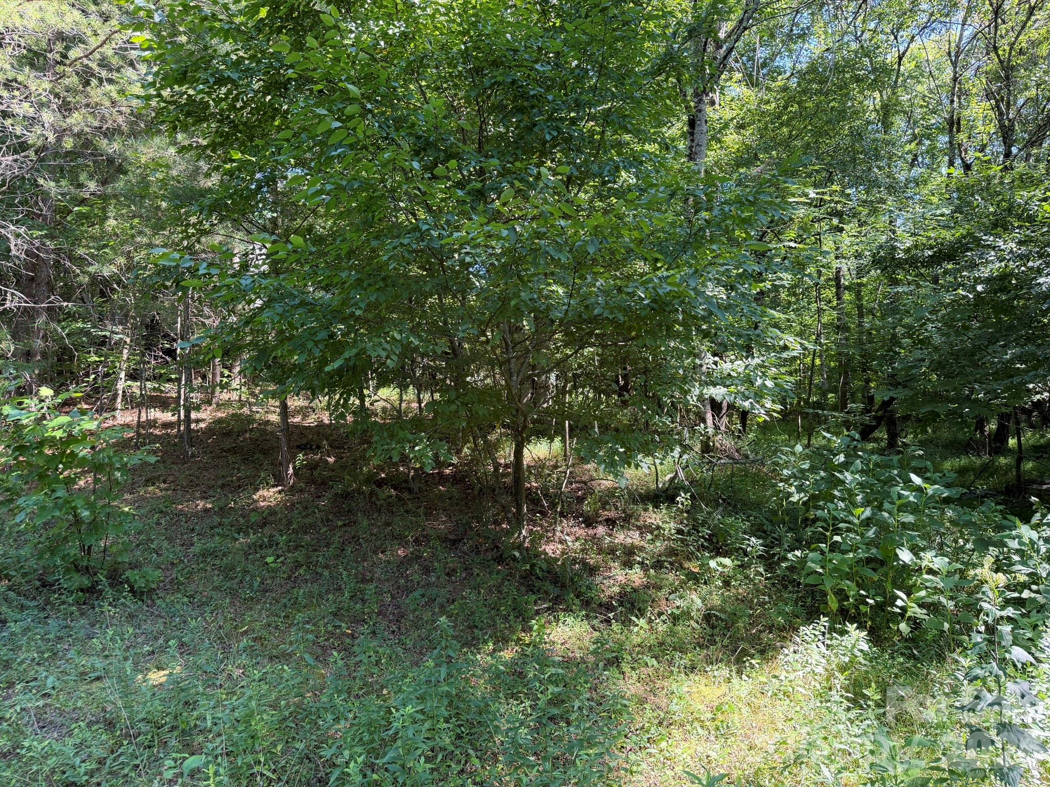 0 Liles Lane Property Photo 20