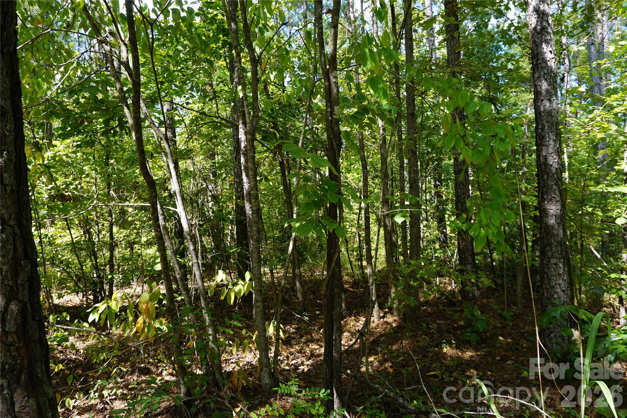 6+/- Ac Lot 1 Parson Road Property Photo 3