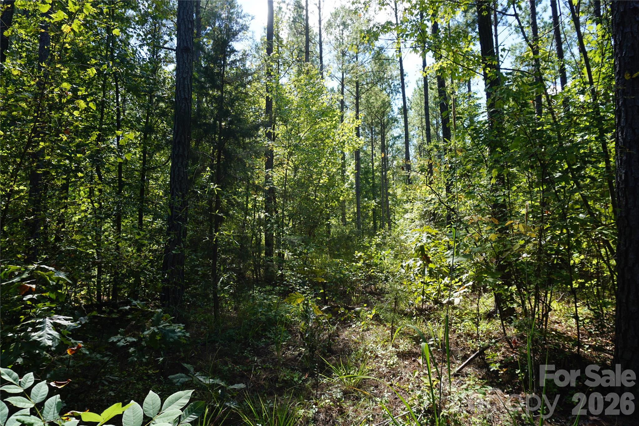 6+/- Ac Lot 1 Parson Road Property Photo 4