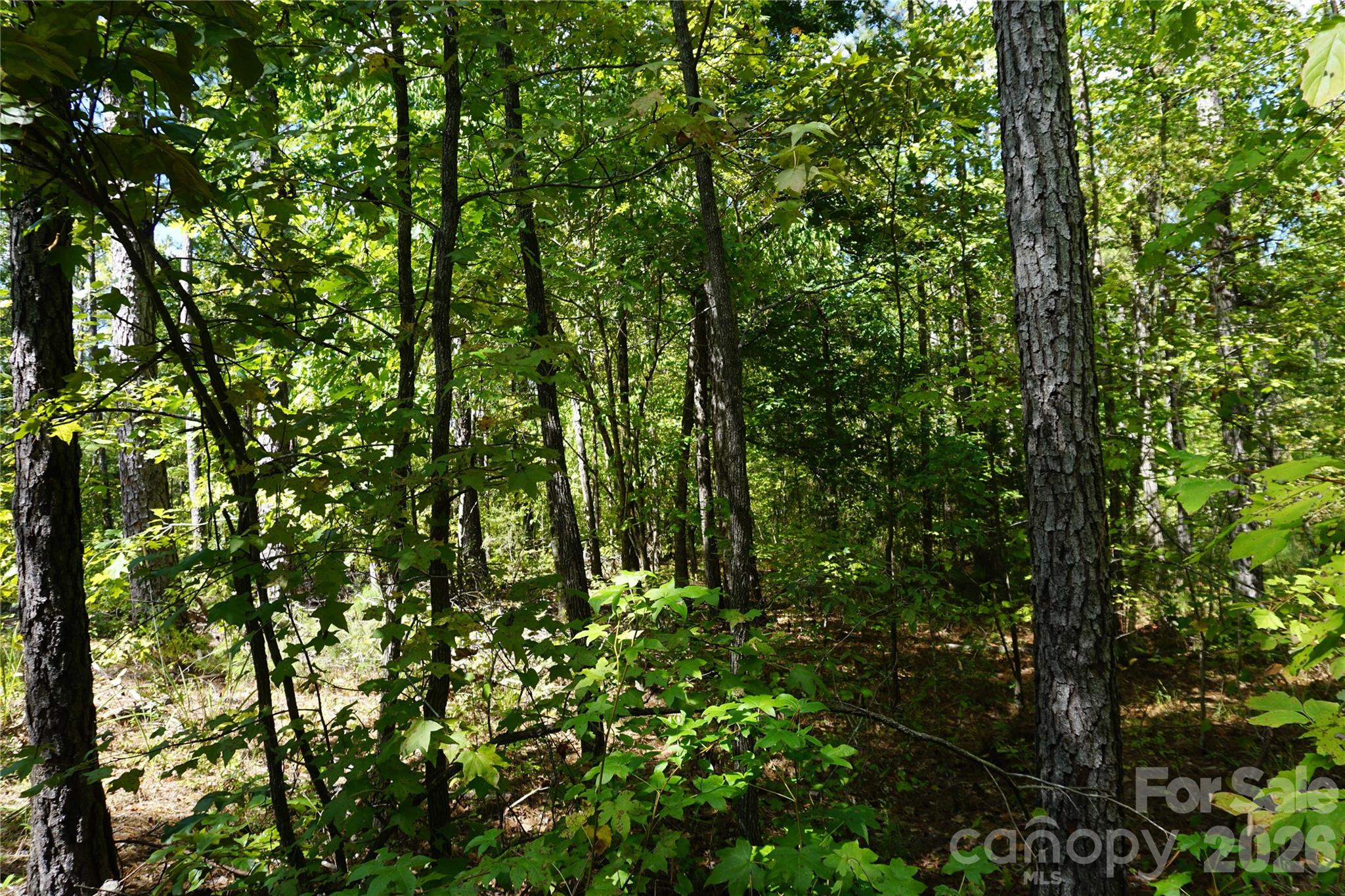 6+/- Ac Lot 1 Parson Road Property Photo 5