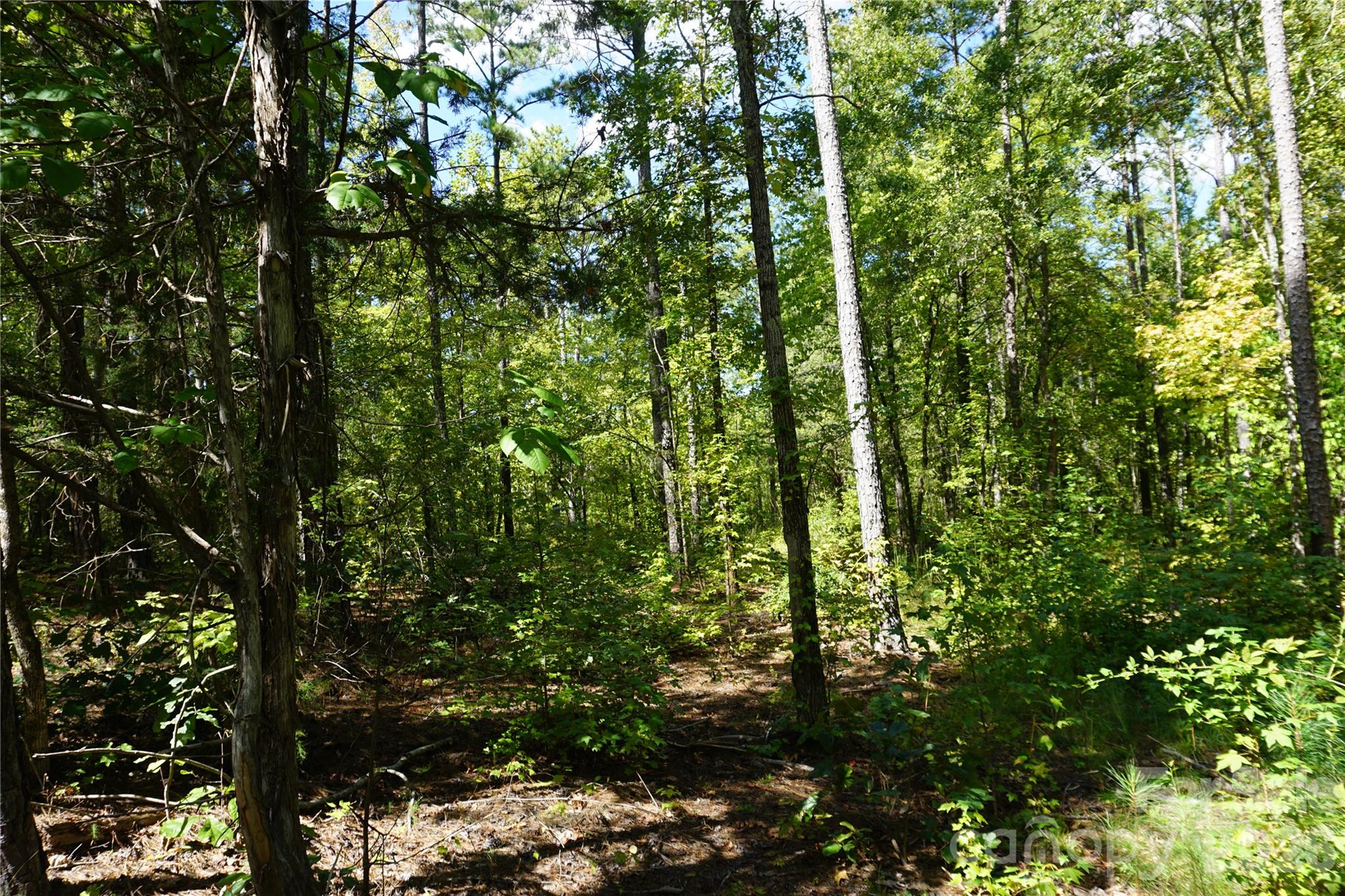 6+/- Ac Lot 1 Parson Road Property Photo 7