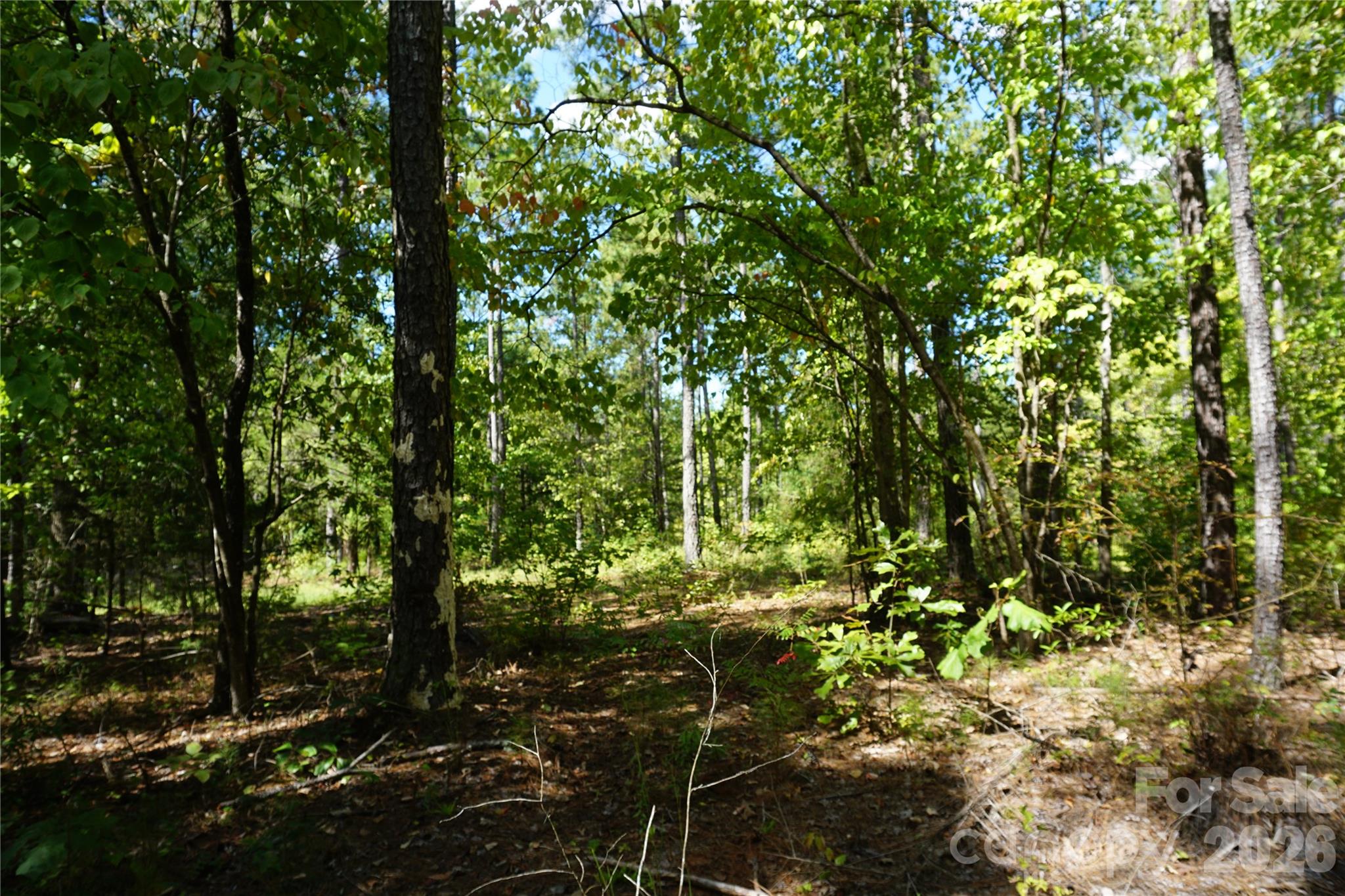 6+/- Ac Lot 1 Parson Road Property Photo 8