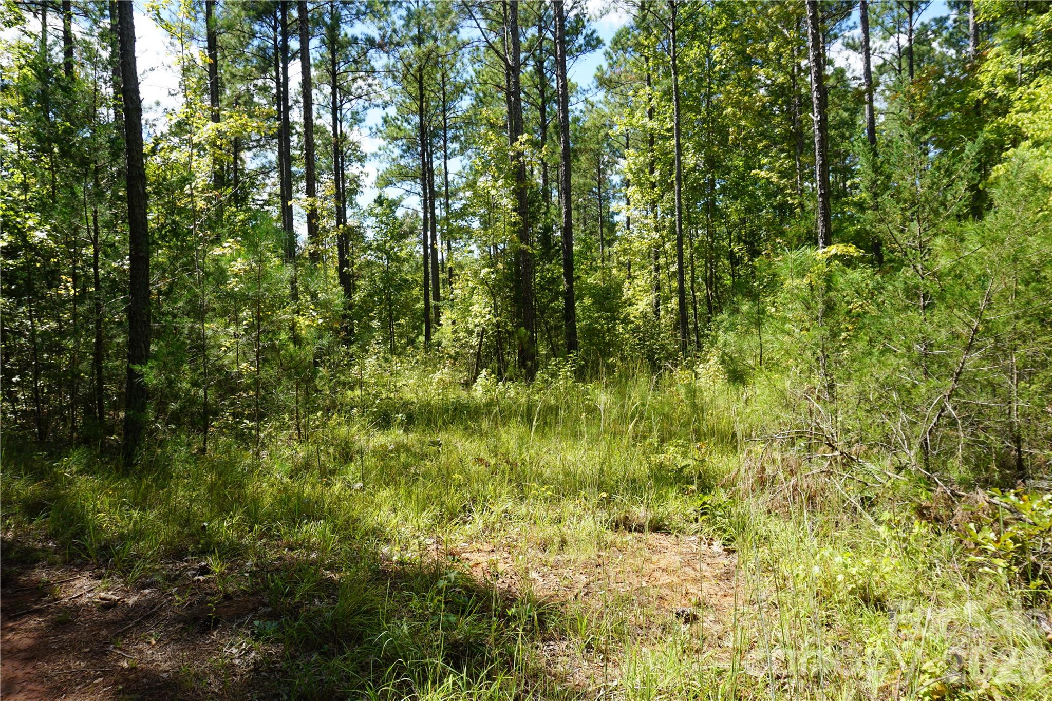 15+/- Ac Lot 2 Parson Road Property Photo 7