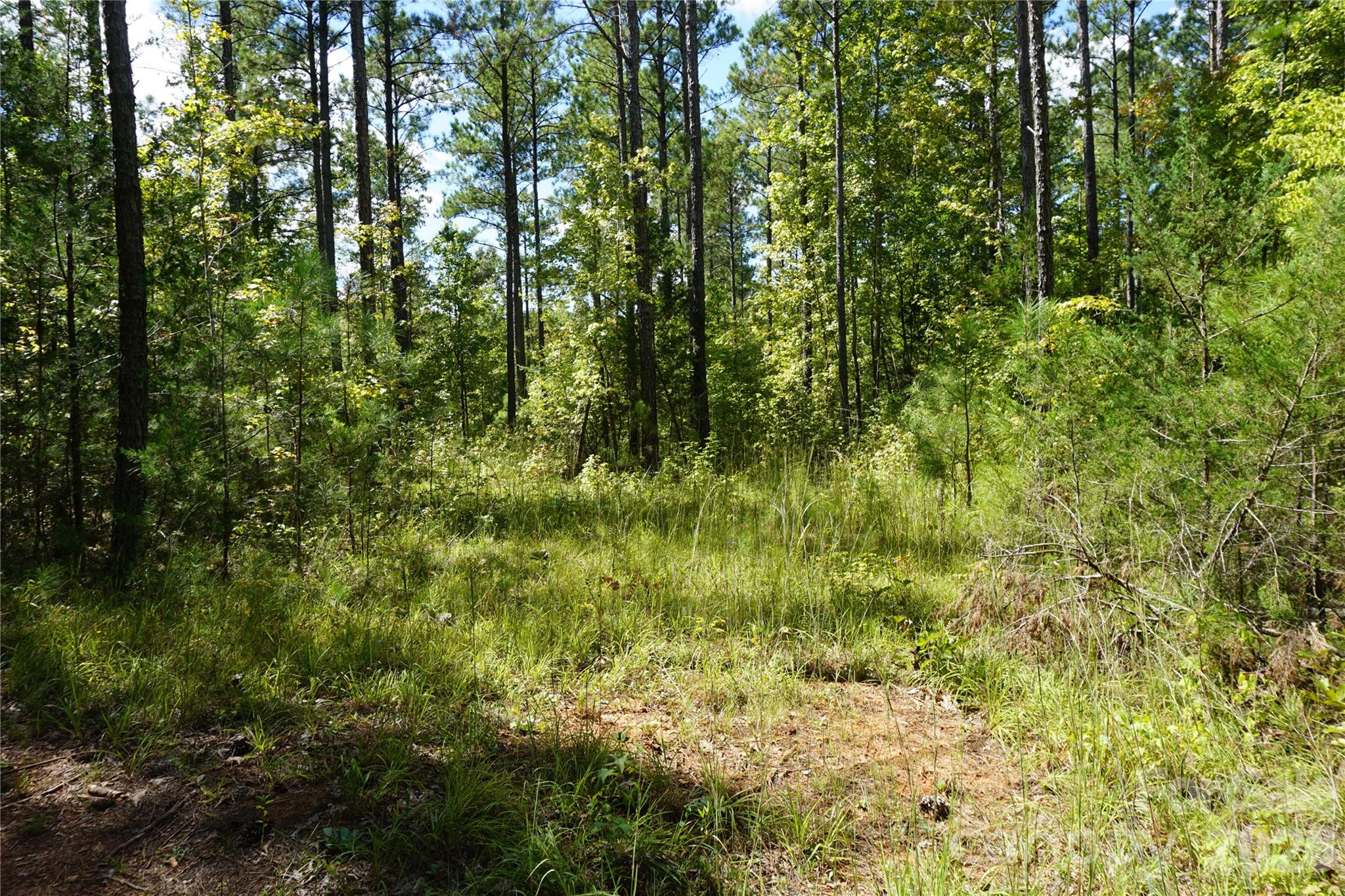 15+/- Ac Lot 2 Parson Road Property Photo 8
