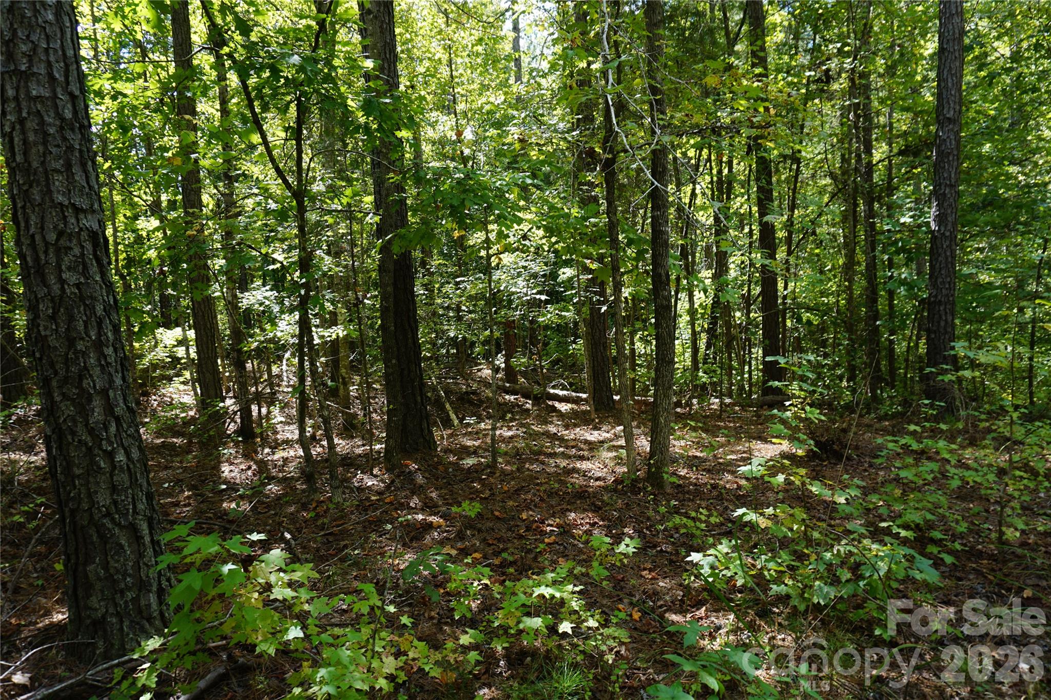 15+/- Ac Lot 2 Parson Road Property Photo 12
