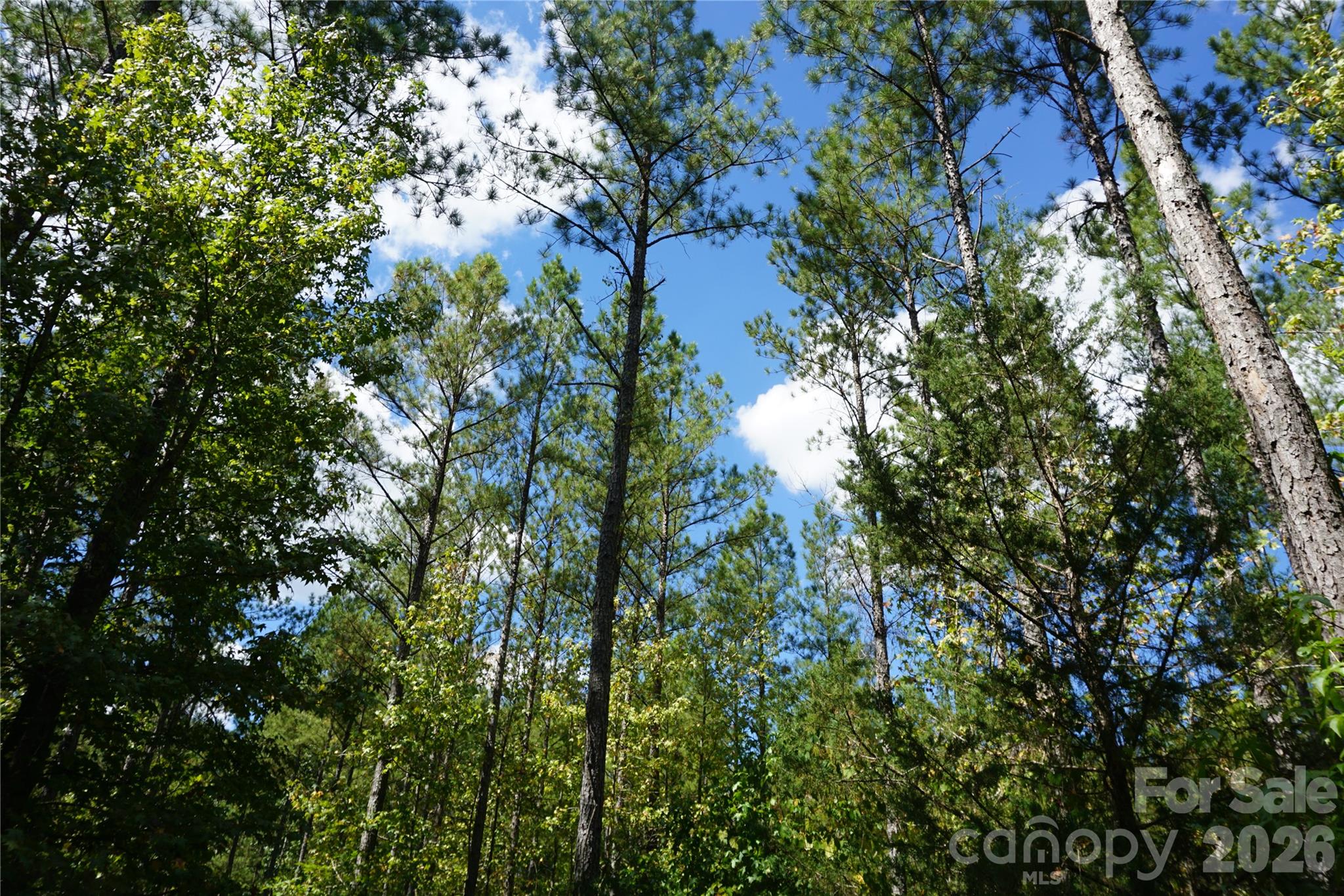 12+/- Ac Parson Road 3 Property Photo 5