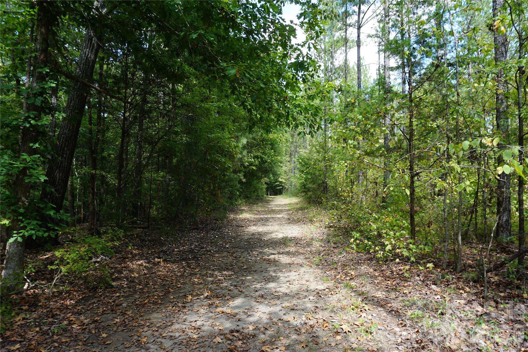 12+/- Ac Parson Road 3 Property Photo 6