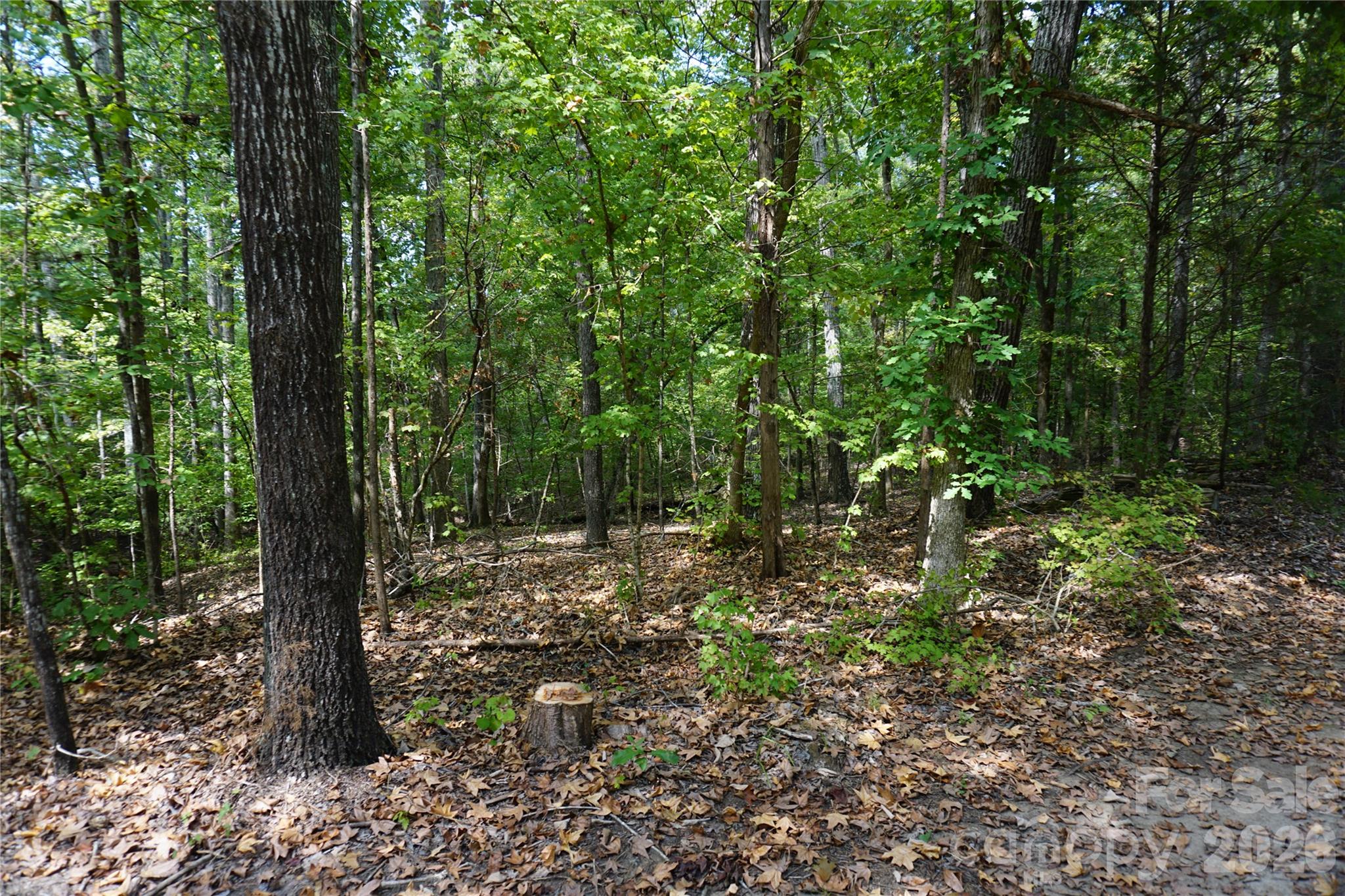 12+/- Ac Parson Road 3 Property Photo 7