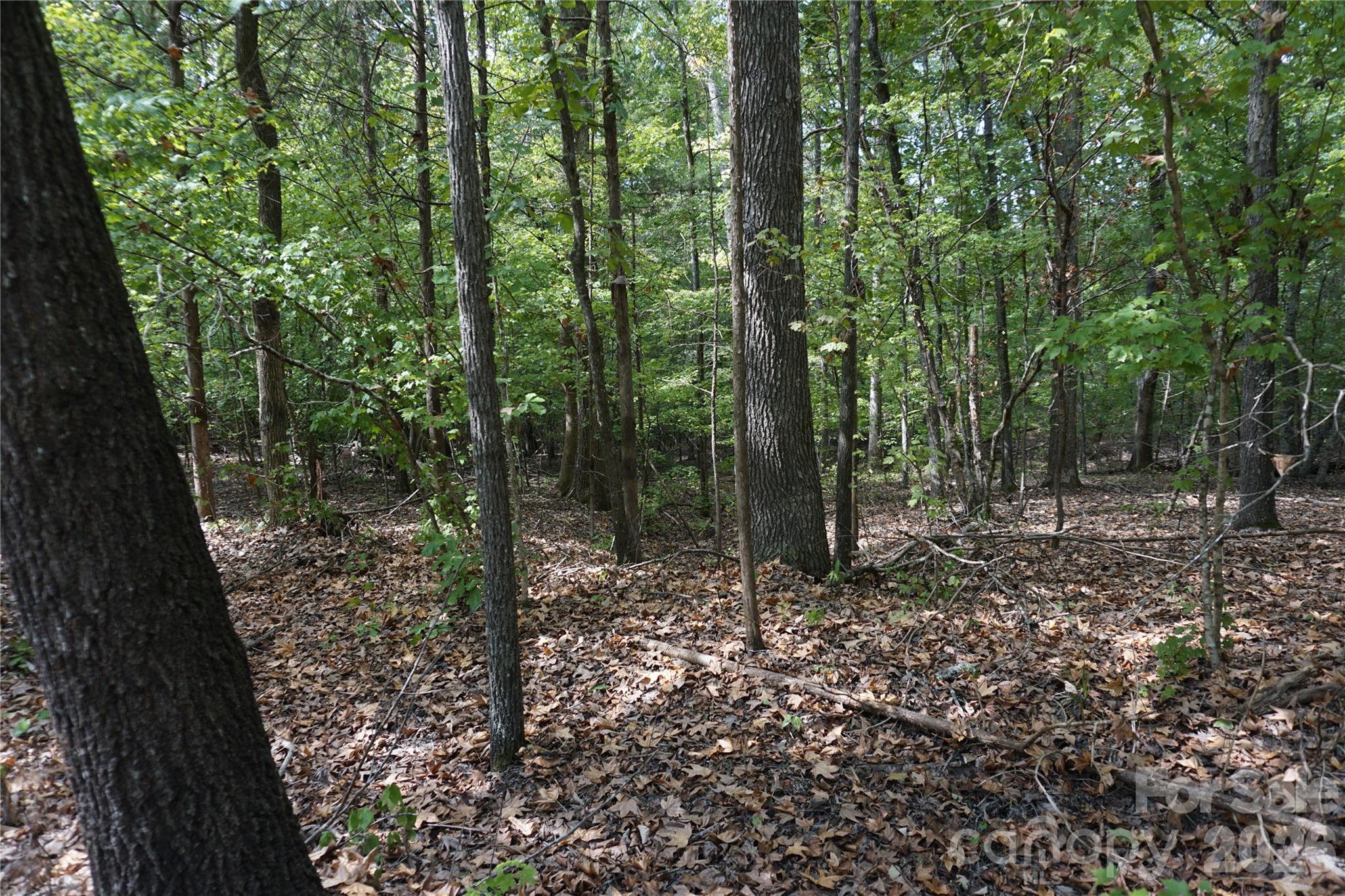 12+/- Ac Parson Road 3 Property Photo 8