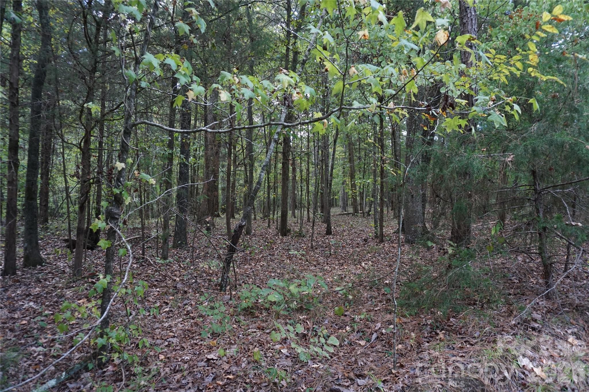 12+/- Ac Parson Road 3 Property Photo 11