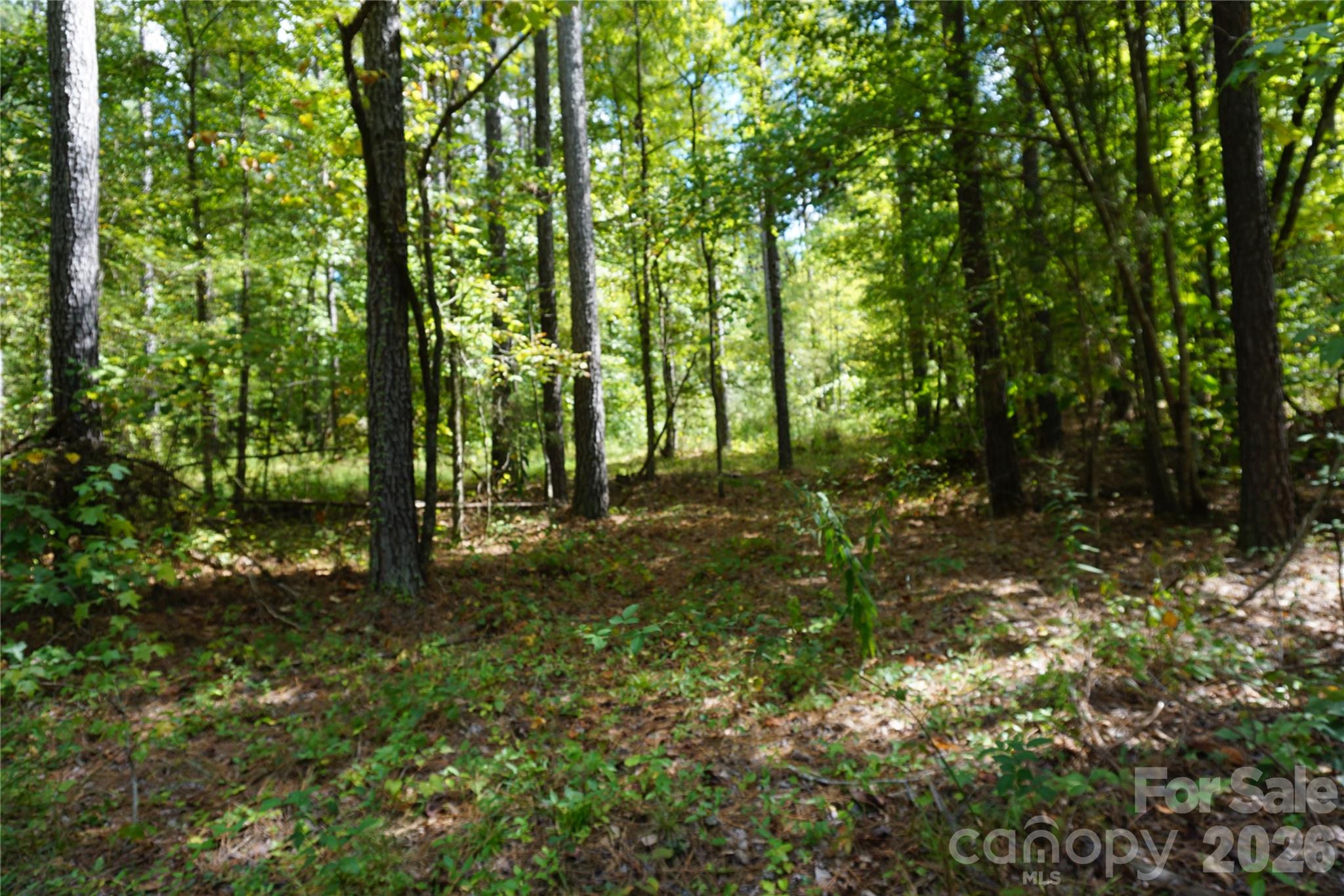 12+/- Ac Parson Road 3 Property Photo 13