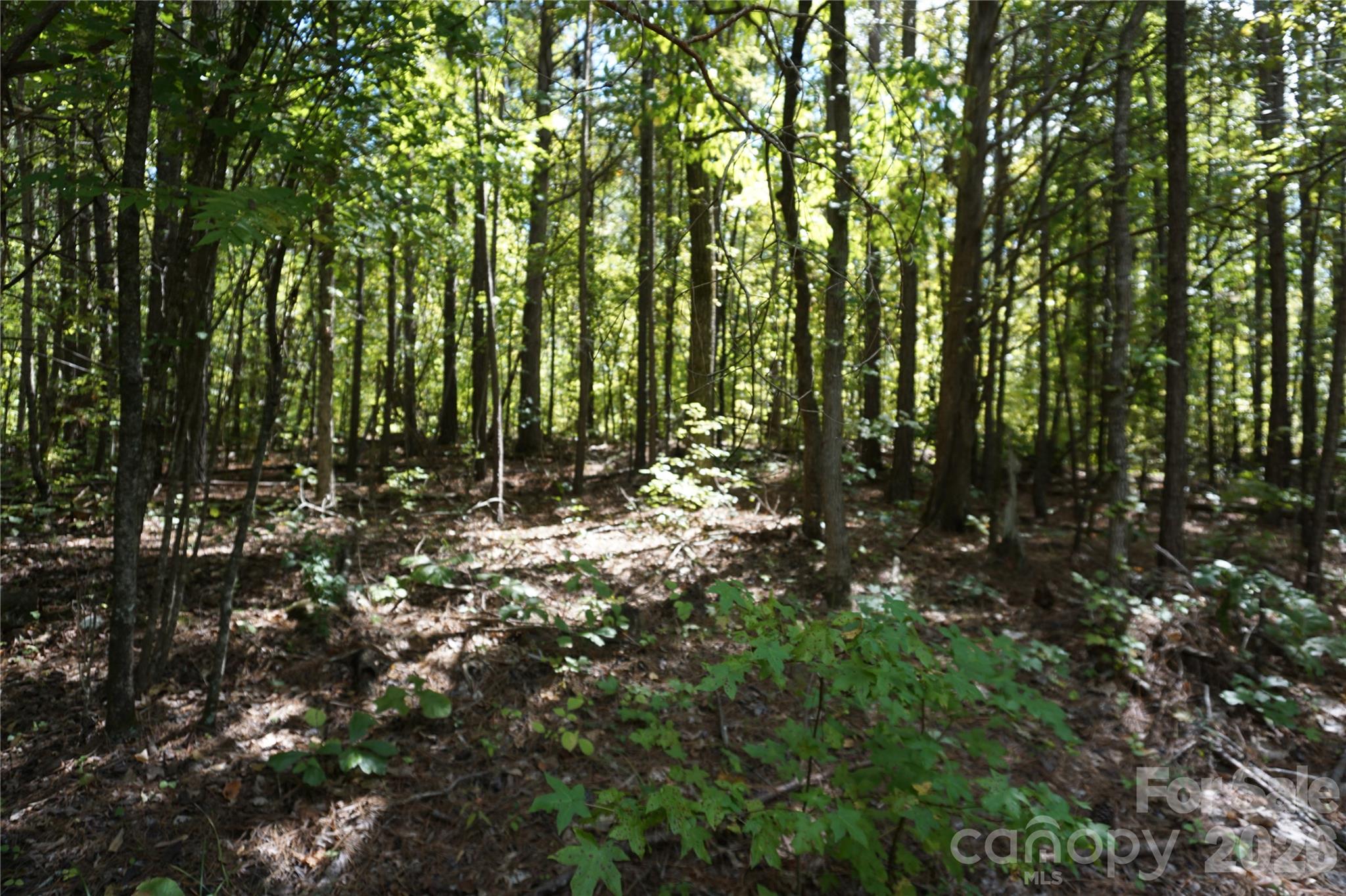 18+/- Ac Lot 4 Parson Road Property Photo 5
