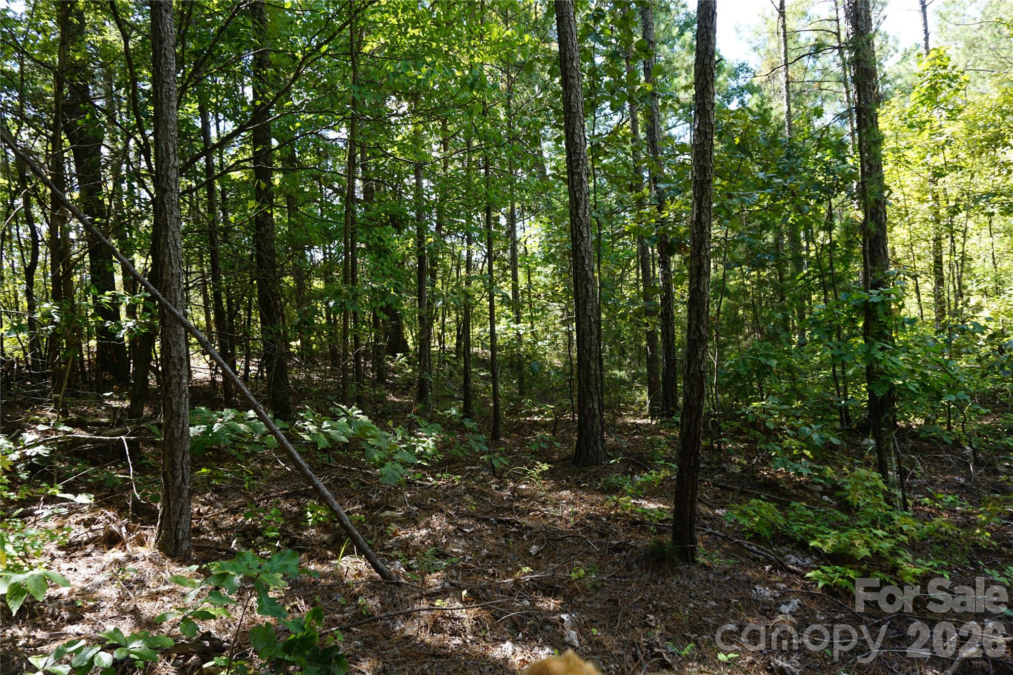 18+/- Ac Lot 4 Parson Road Property Photo 6